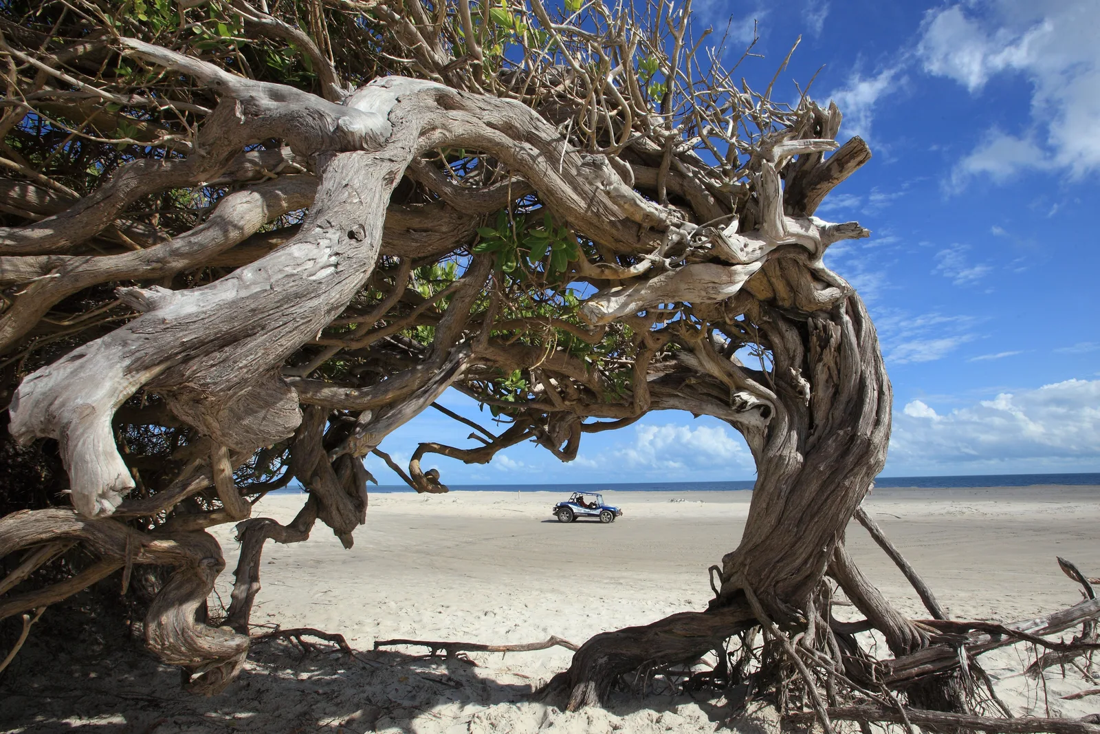 The bared roots and trunk of the Árvore da Preguiça twisting across white sand, with the beach and a distant buggy visible through the gap