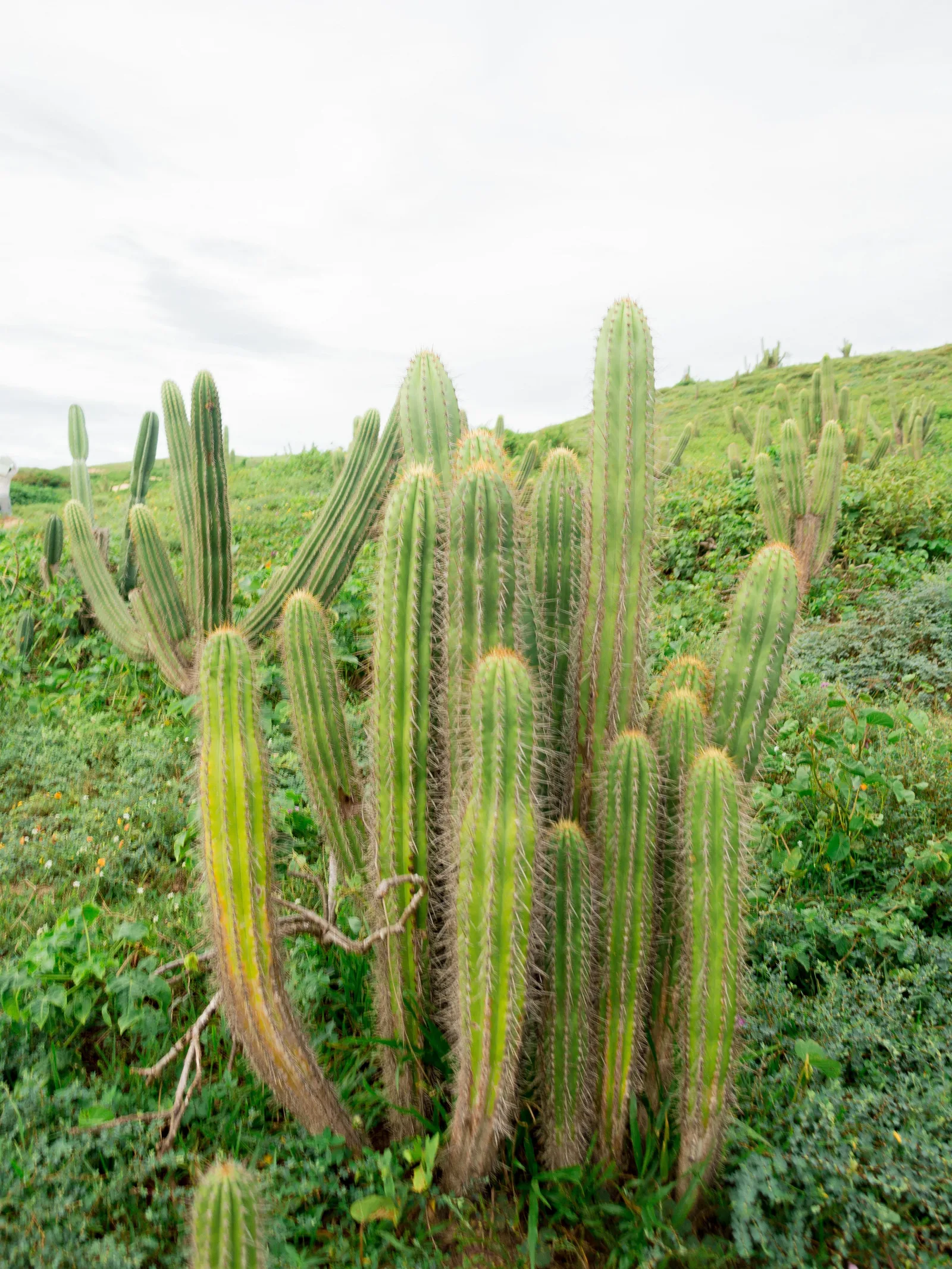 A stand of tall ribbed cacti growing out of low green scrub on the coastal plain behind Jericoacoara