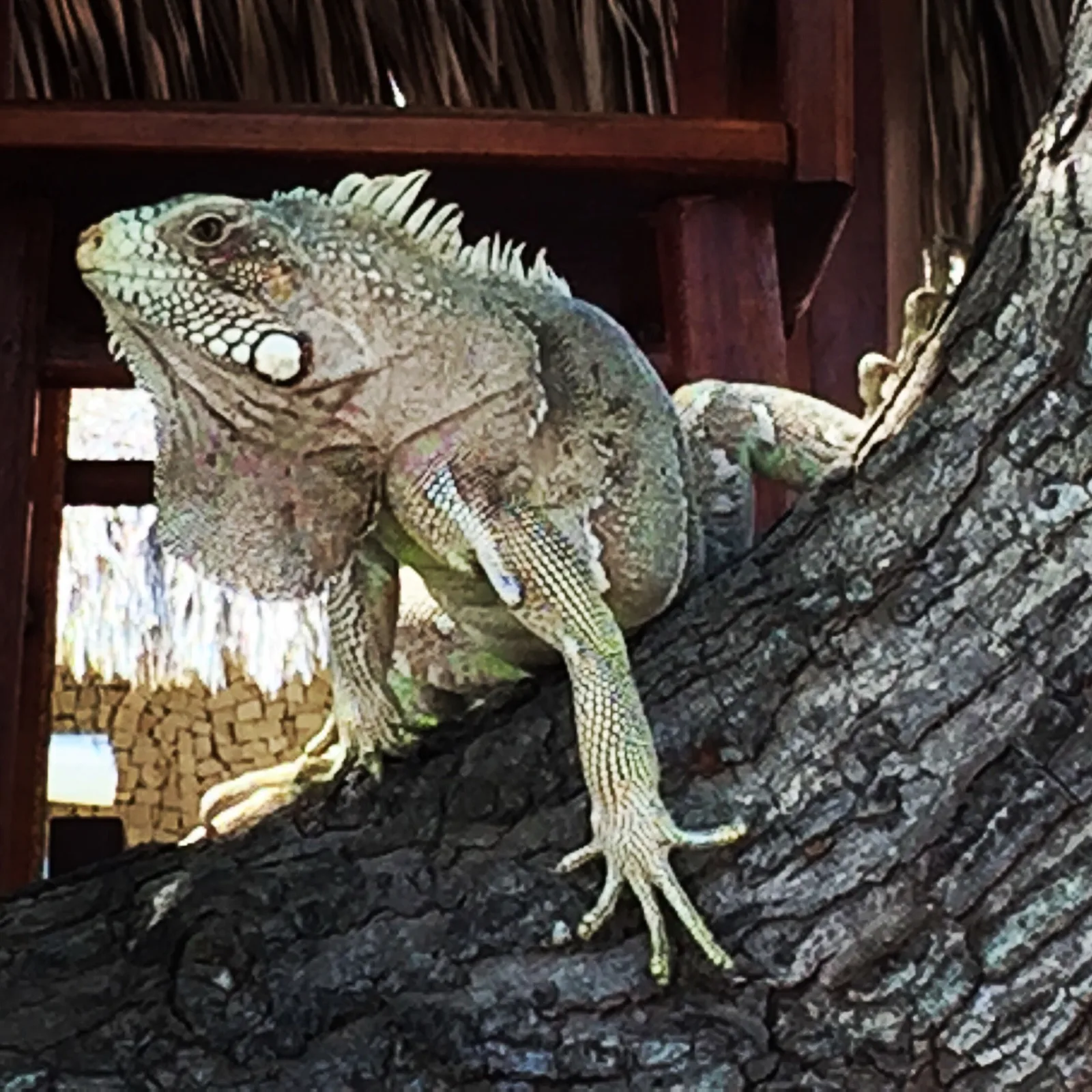 A large iguana resting along a rough tree branch in the shade, its head turned toward the camera
