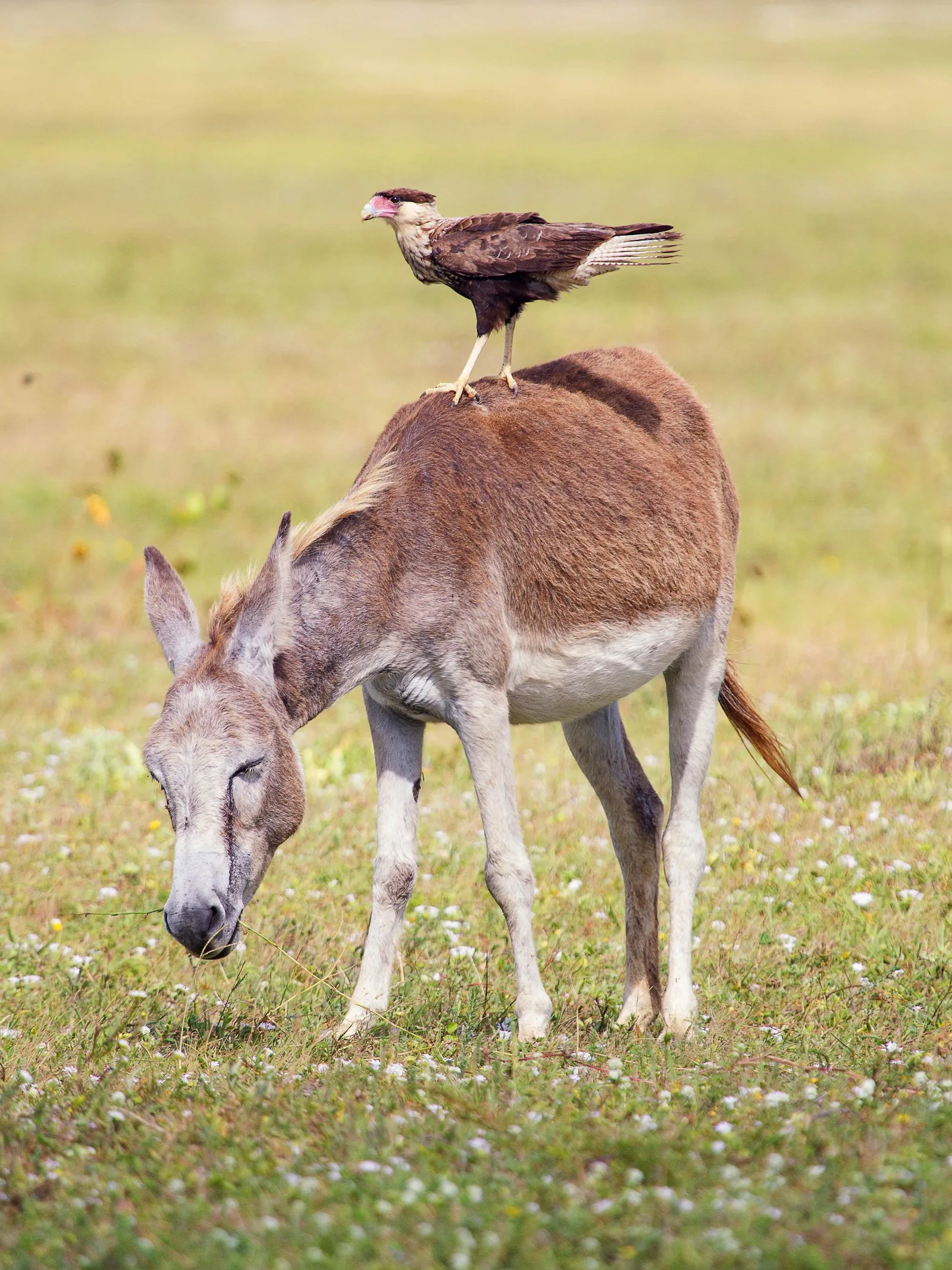 A donkey grazing on green grass inside Jericoacoara National Park, a small bird perched on its back