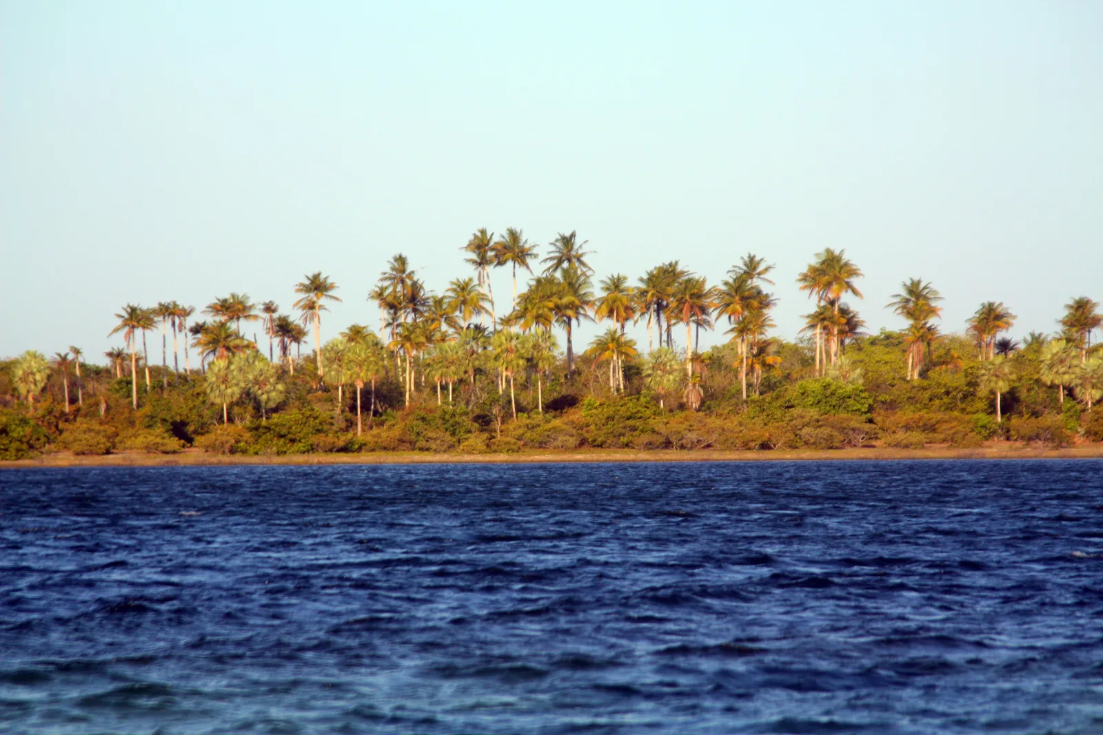 A dense belt of mixed palms and scrub along the far shore of a lagoon, dark blue water filling the foreground