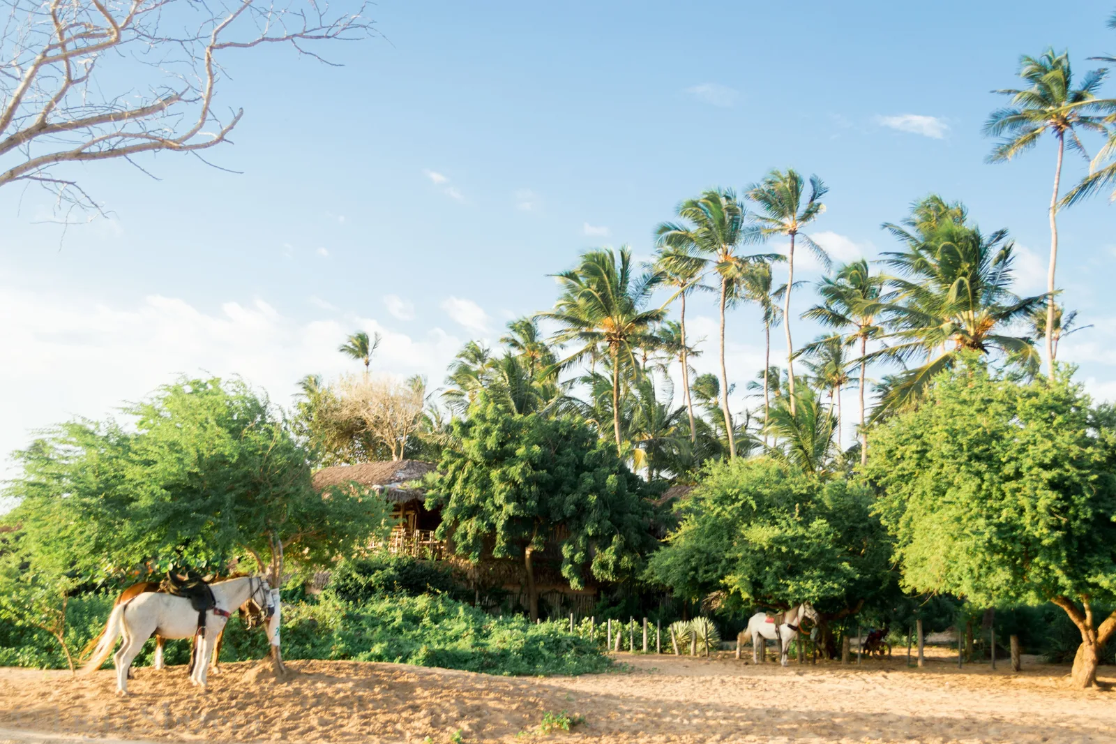 The edge of Jericoacoara village: low buildings among dense green palms and trees, with horses standing on the open sand in front of them
