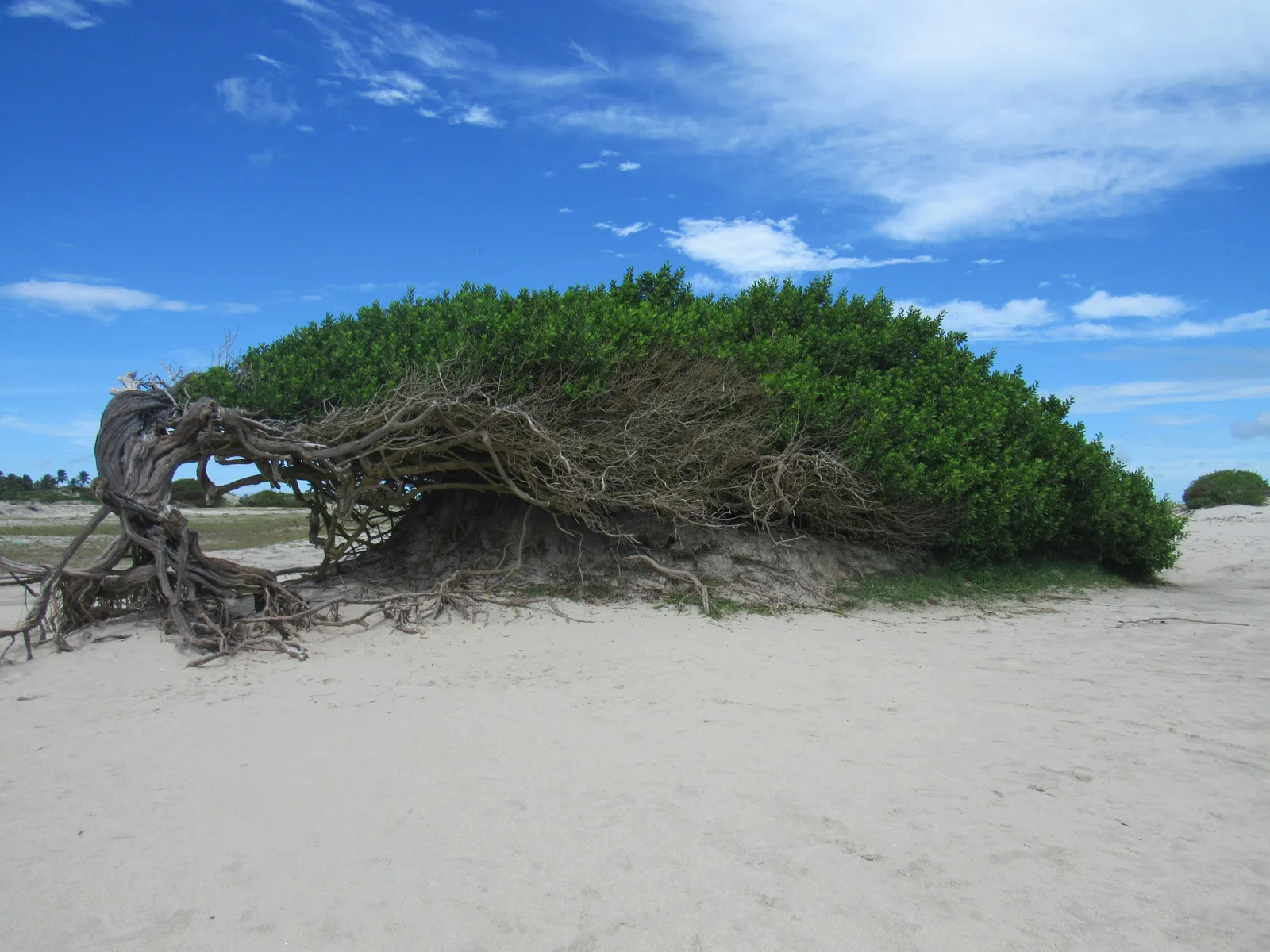 The Árvore da Preguiça growing sideways across white sand, its trunk and exposed roots bent hard away from the sea and its green canopy streaming inland, under a blue sky
