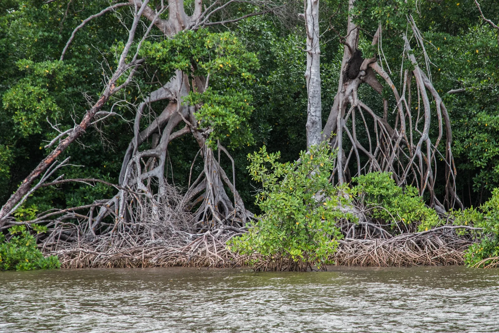 A dense tangle of pale mangrove roots arching out of the water along the riverbank, dark green foliage above them and brown river in front