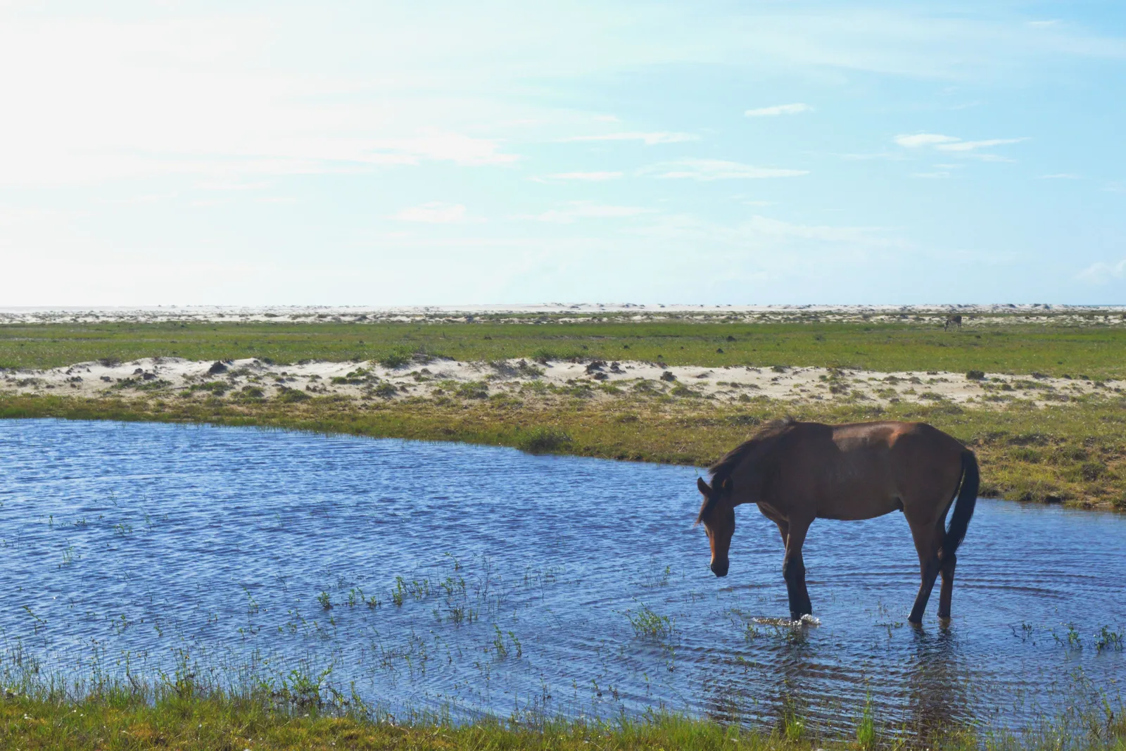 A dark horse standing in shallow water at the edge of a flooded green flat near Atins, with low white dunes on the far side
