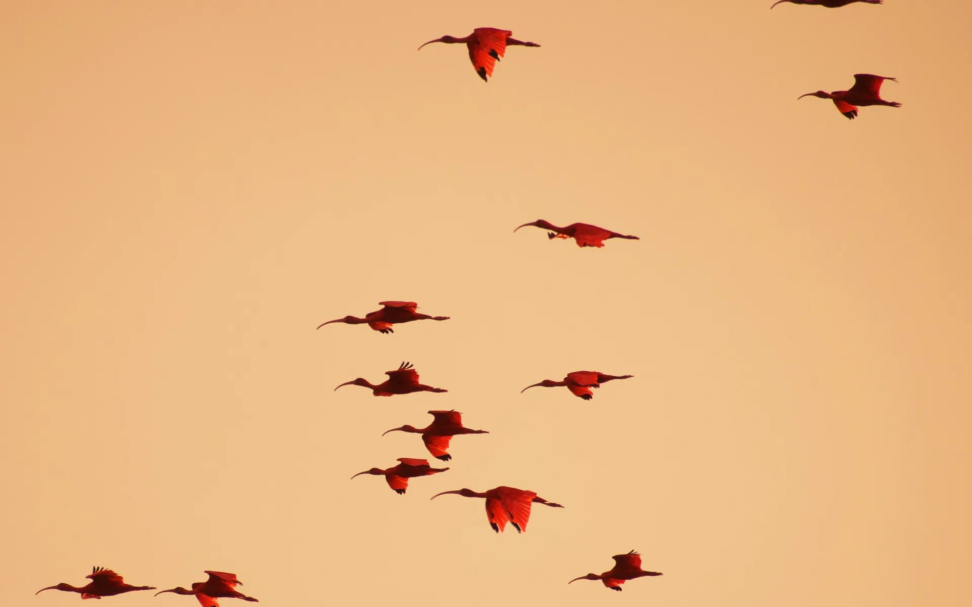 Scarlet ibis over mangroves at sunset
