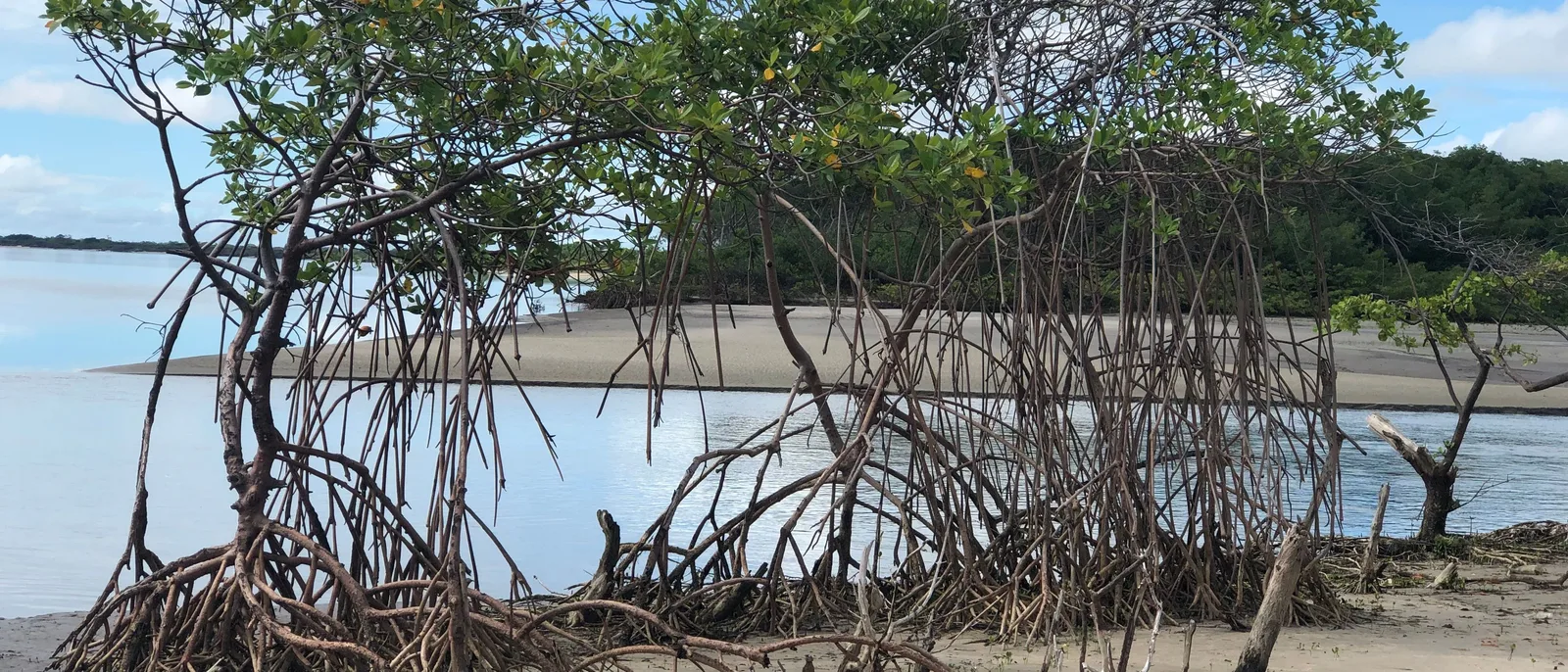 Mangrove trees standing on their exposed roots along a bare sand shoreline at Atins, with flat water and a low far bank behind