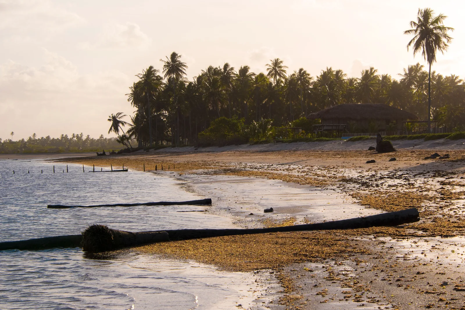 The beach at Tatuamunha where the river meets the sea: a fallen palm trunk lying across pale sand with shallow green water and a wooded shore beyond