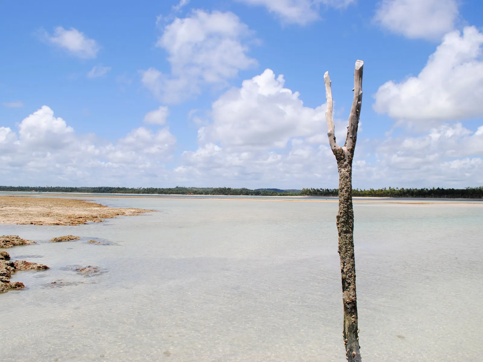 A bare weathered tree standing on an exposed reef flat at low tide, with shallow water and dark coral running out toward the sea behind it