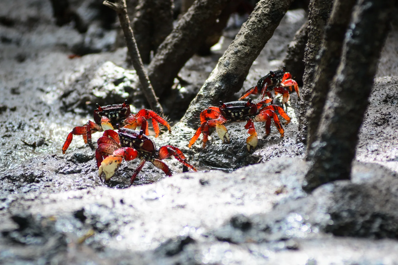 Three red and dark-shelled crabs on wet gray mangrove mud among the stilt roots