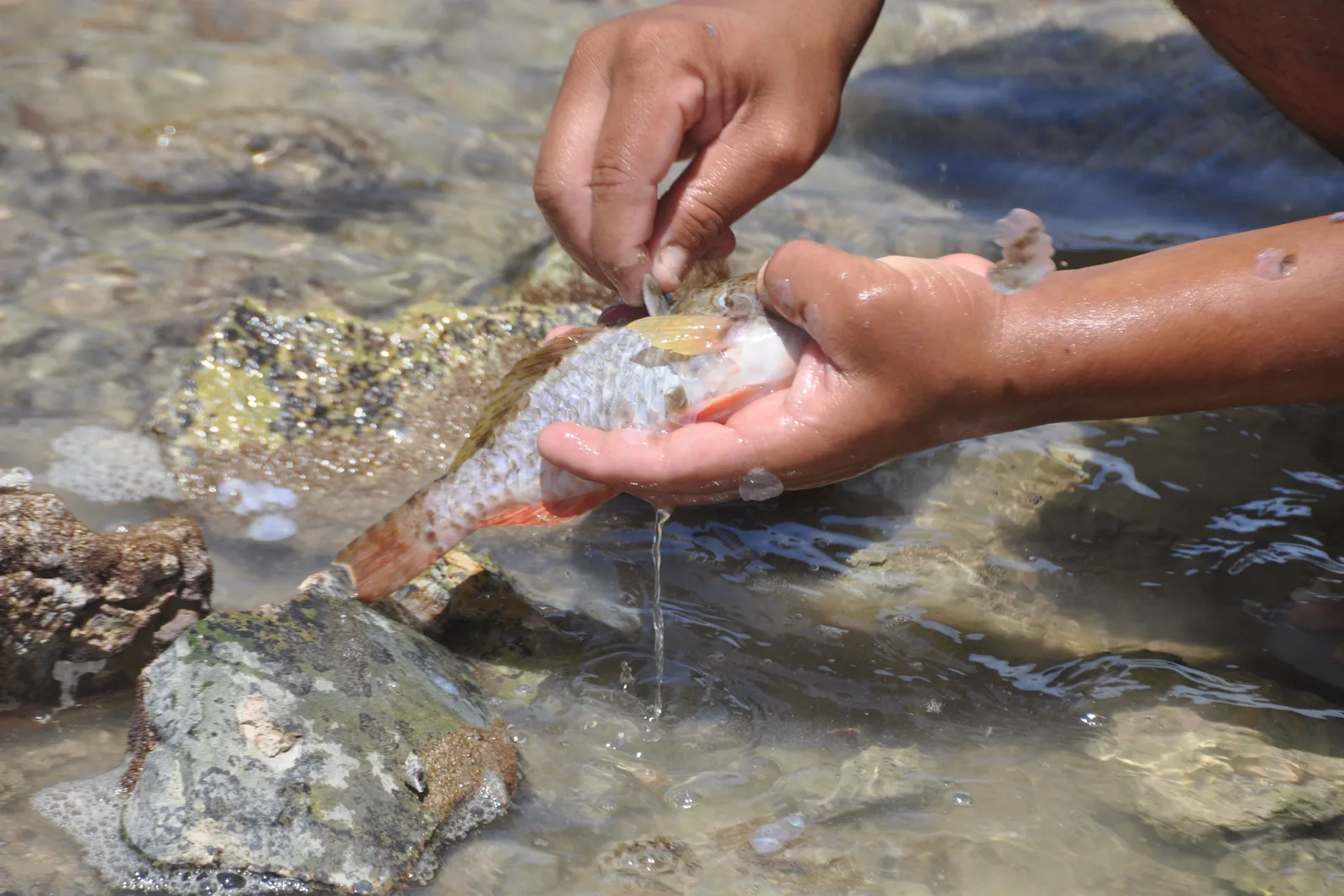 Two hands rinsing a small orange-finned reef fish in a clear rock pool, a second fish lying on the wet rock beside them