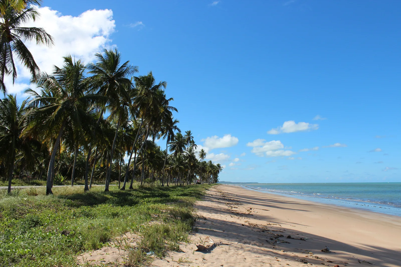 A long empty beach at Maragogi running into the distance under a blue sky, a line of coconut palms leaning over the grass along the top of the sand and pale green sea to the right