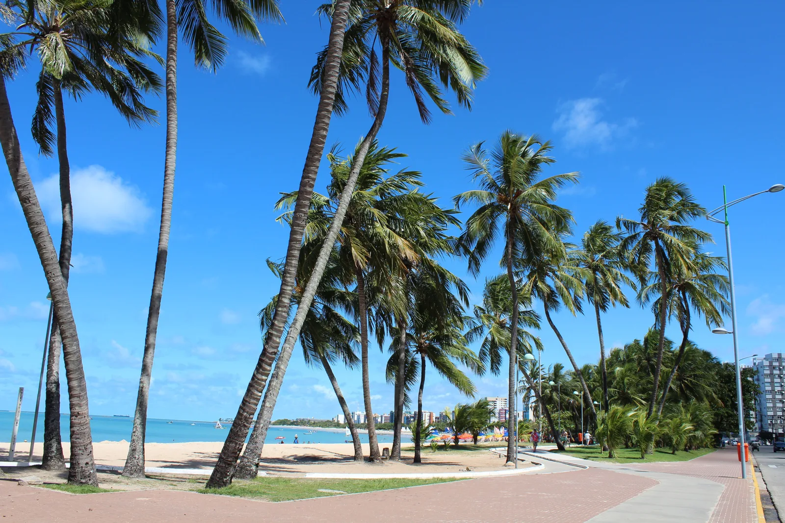 A line of coconut palms leaning over the promenade at Ponta Verde with pale sand and turquoise water behind them