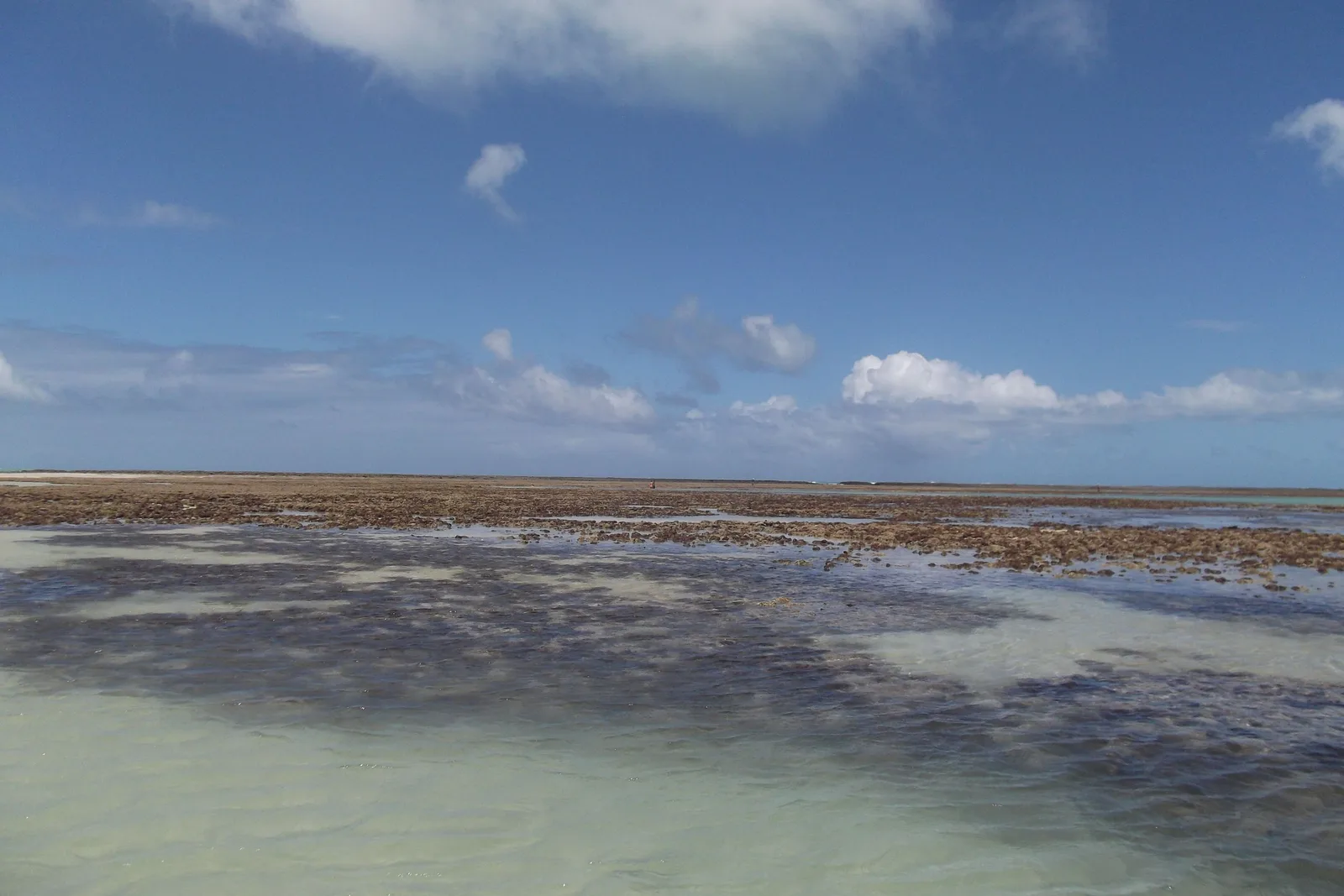 The reef at Maragogi exposed by the falling tide: a brown coral flat under a few inches of clear water, with deeper turquoise sea beyond it