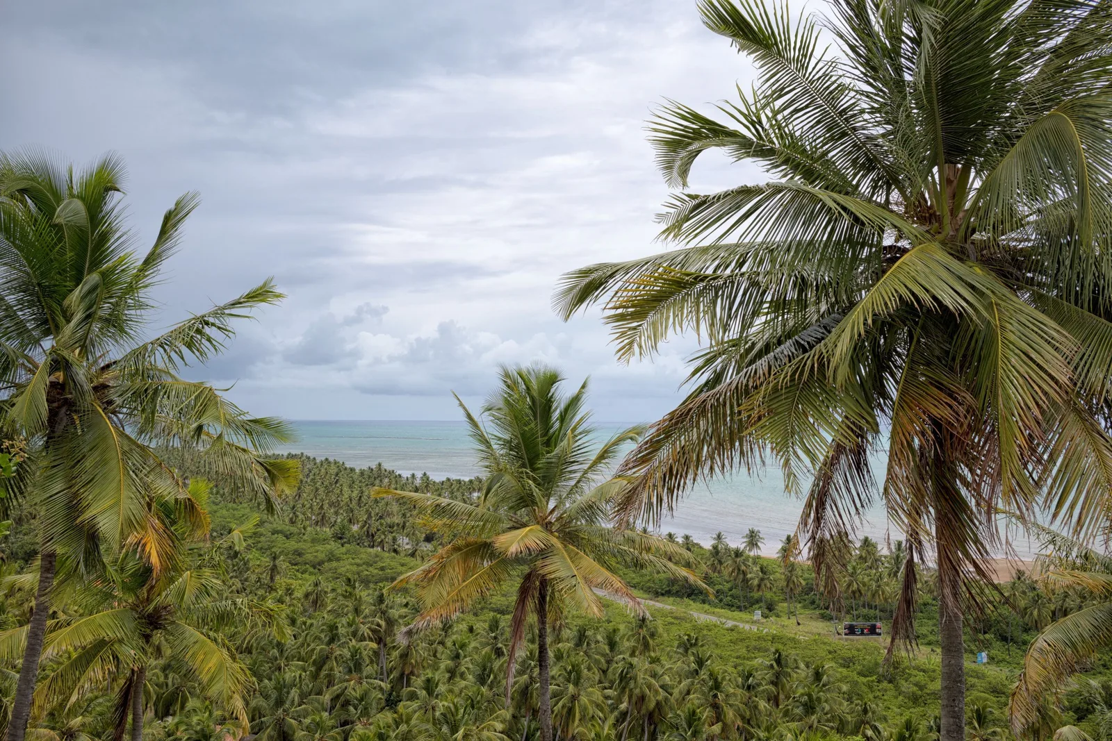 The view from a headland north of Maceió over a wide coconut plantation to a pale beach and the flat sea beyond