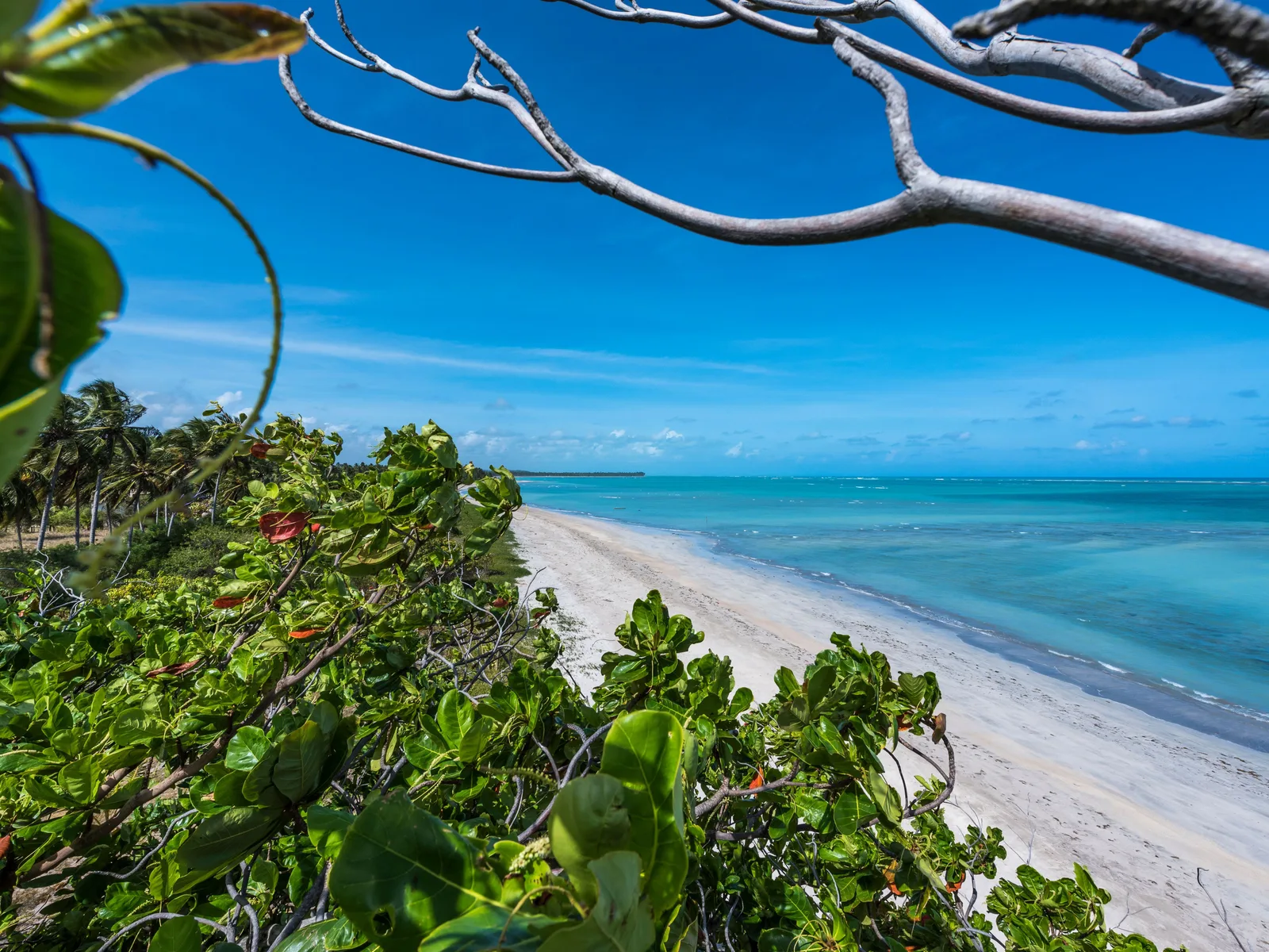 Praia do Patacho framed by overhanging branches: a curve of white sand backed by dense green, with pale turquoise shallows and a darker reef line further out
