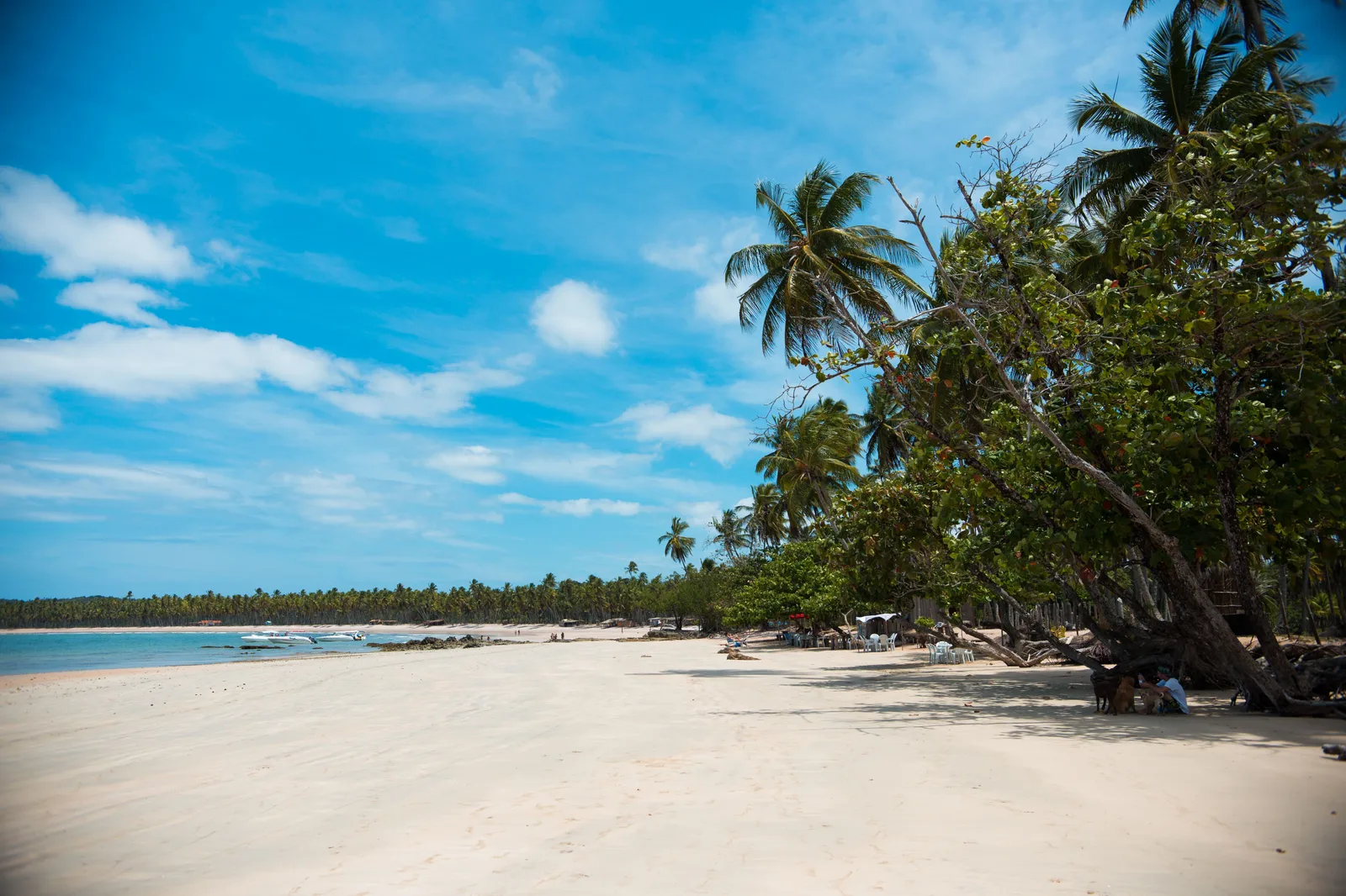 A wide empty beach at Ponta dos Castelhanos on Boipeba, leaning coconut palms along the sand and shallow clear water running up it under a bright sky