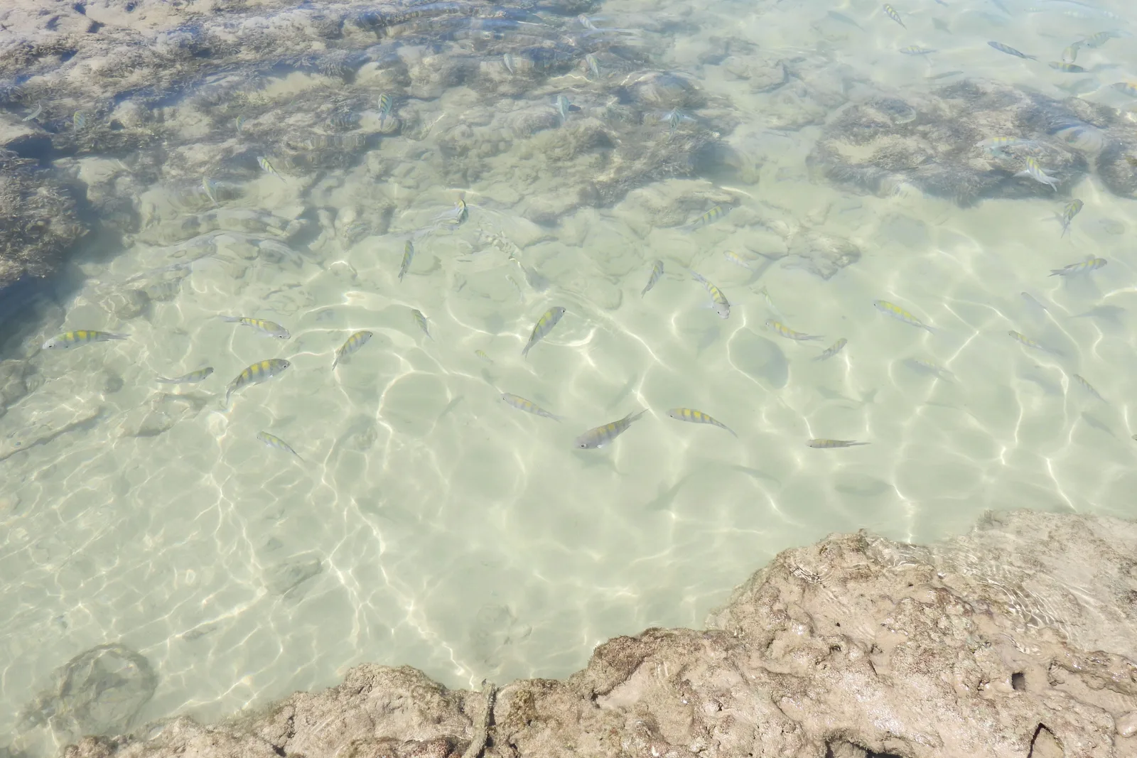 A clear shallow pool of water standing over pale sand and reef at low tide, the surface rippled and the bottom visible right through it