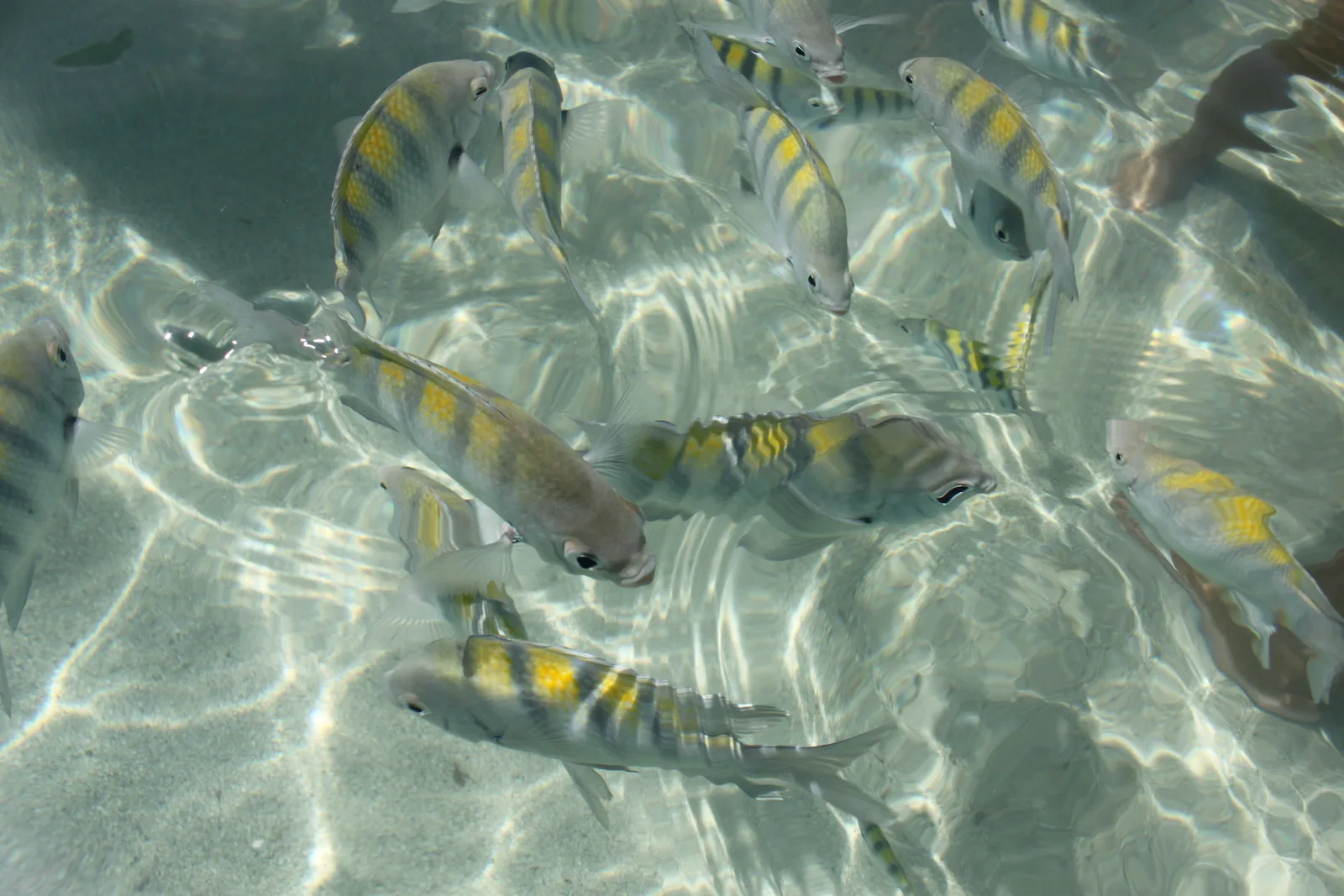 A shoal of small striped sergeant-major fish crowding just under the surface of clear shallow water over a pale sand bottom