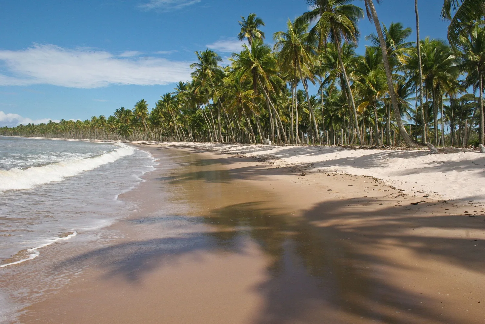 Coconut palms leaning over a wide empty beach on the island of Boipeba, with the sea running up the flat sand