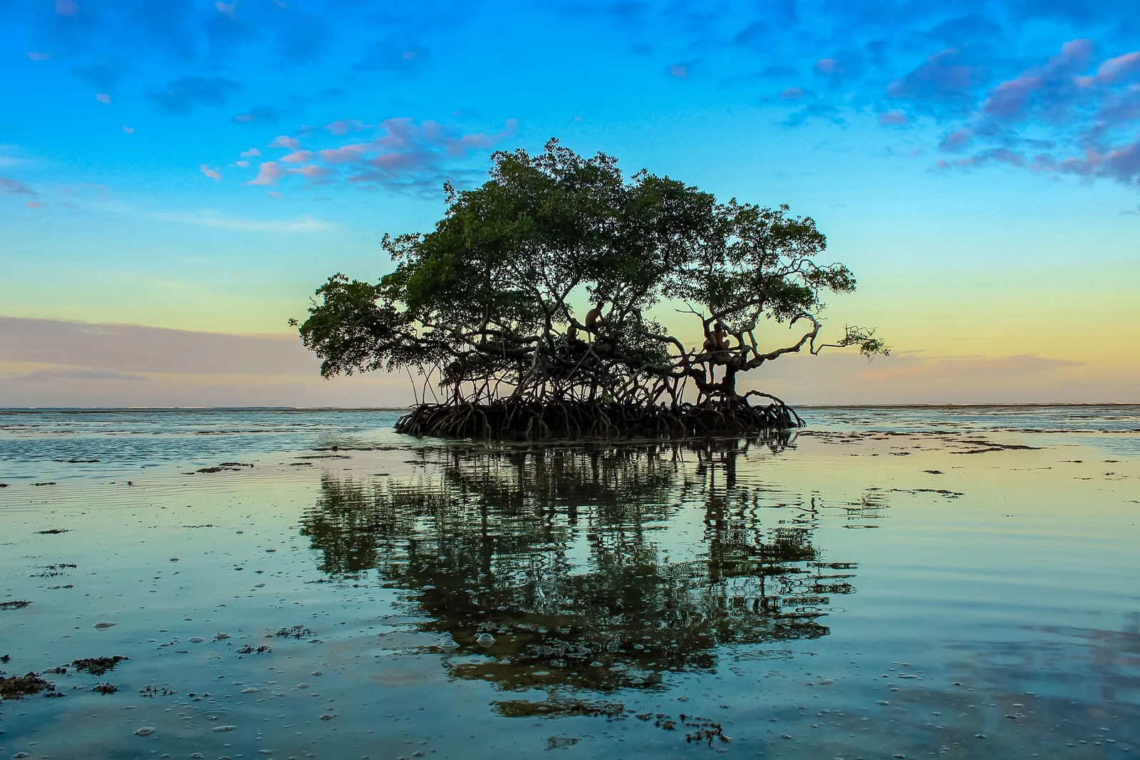 A stand of mangrove trees reflected in still water at first light near Garapuá, at the southern end of Tinharé