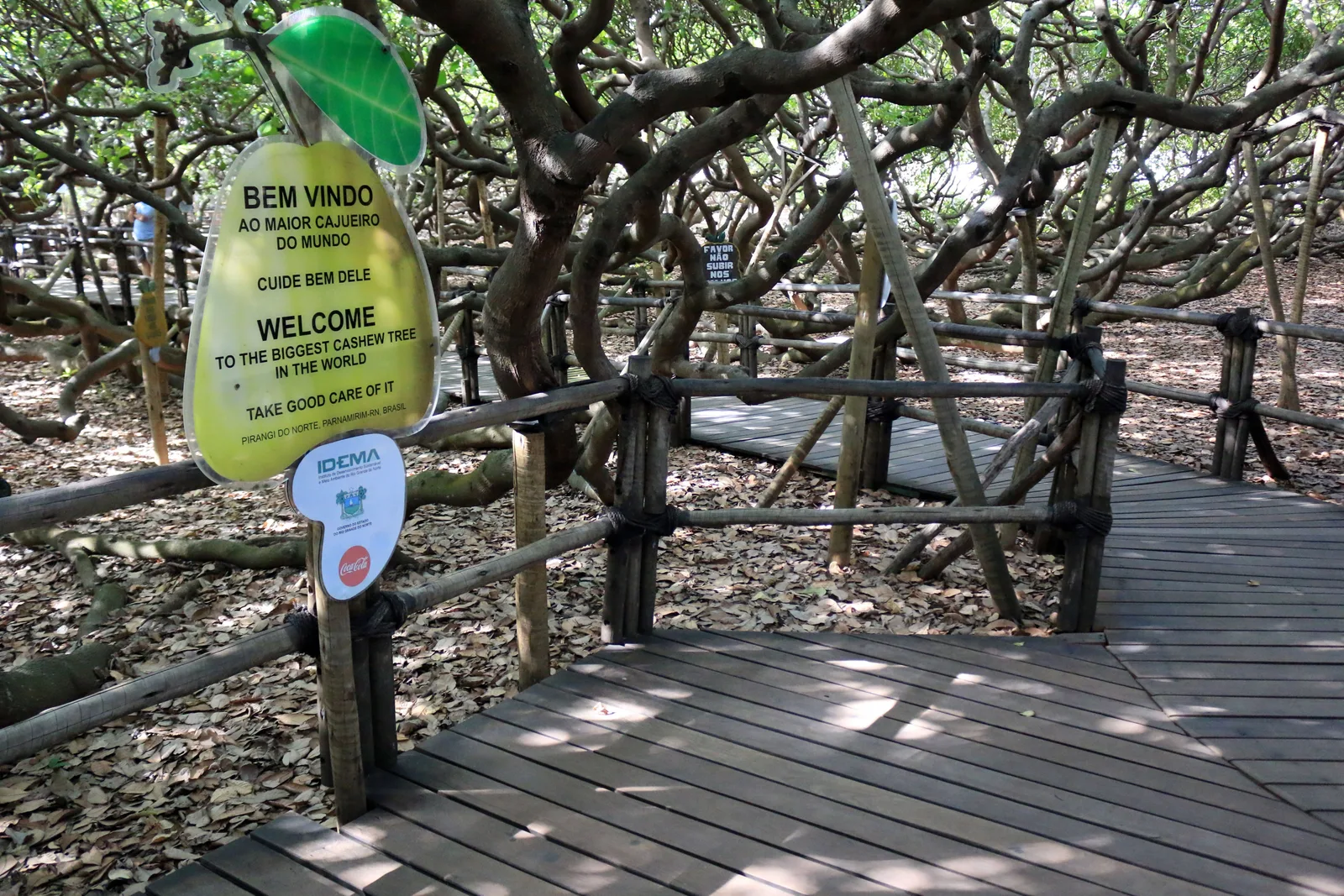 A wooden boardwalk running under the Pirangi cashew tree, with a yellow-green cashew-shaped welcome sign on a post and gray twisting limbs crossing overhead and along the ground on both sides