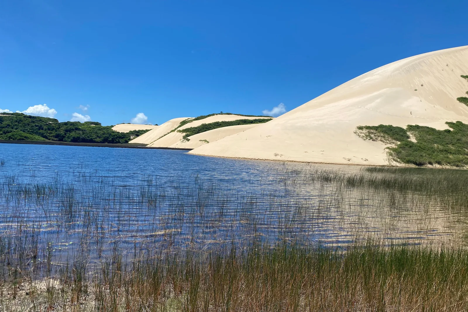 A pale dune ridge across the far side of a shallow lagoon, with clumps of reed in the foreground, under a deep blue sky