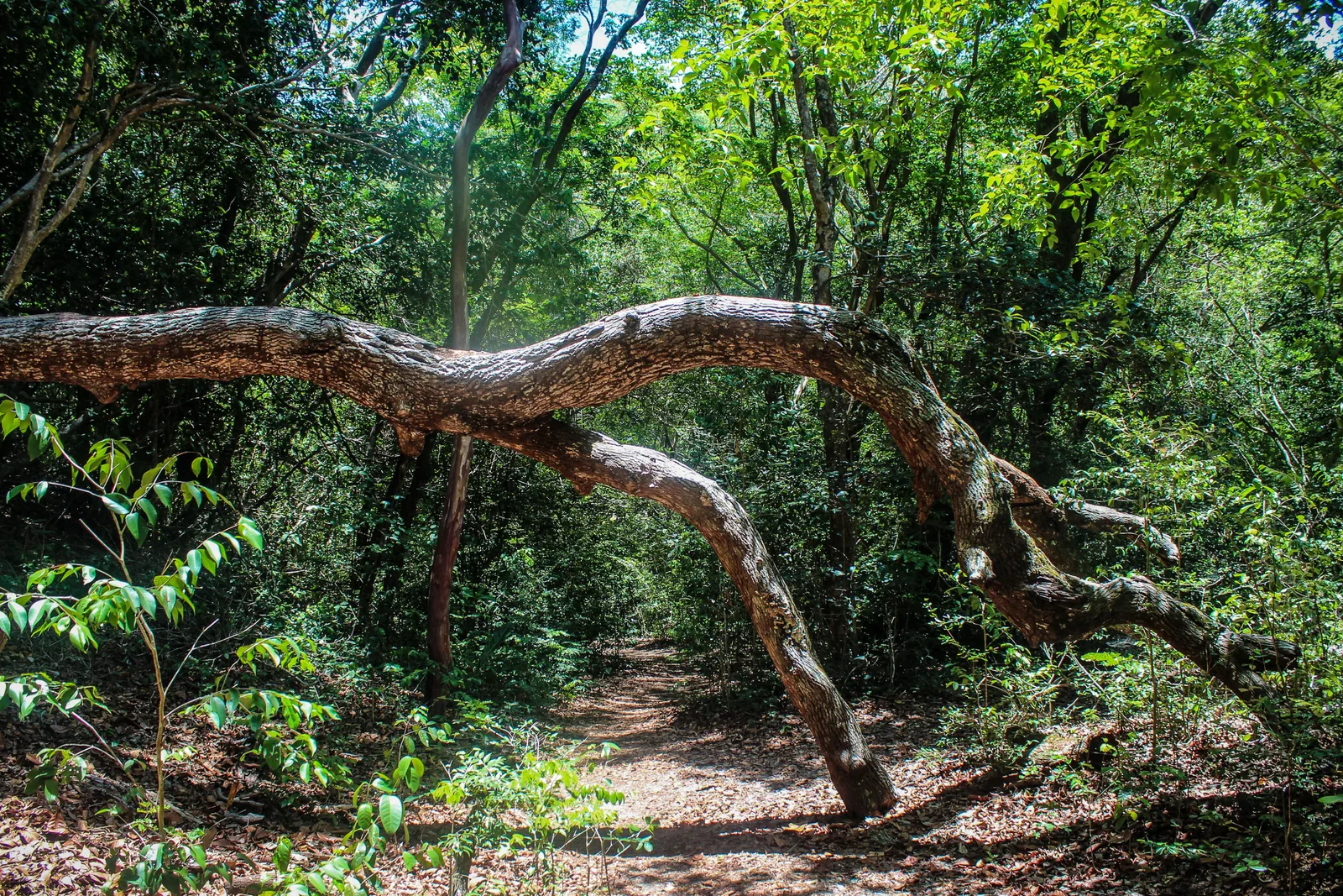 A shaded forest trail at the Parque das Dunas in Natal, with a long curved fallen branch crossing the frame and dense green undergrowth on both sides