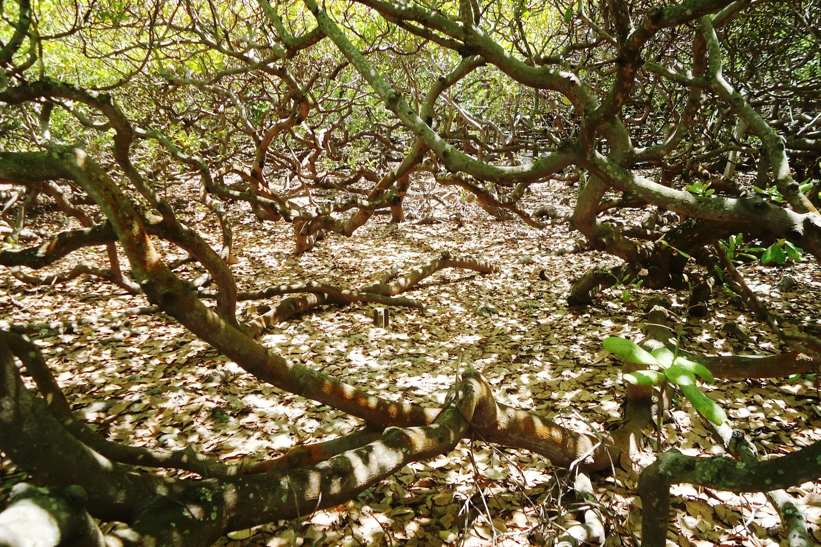 The tangle of low horizontal branches of the Pirangi cashew tree, spreading out across the ground and rooting where they touch