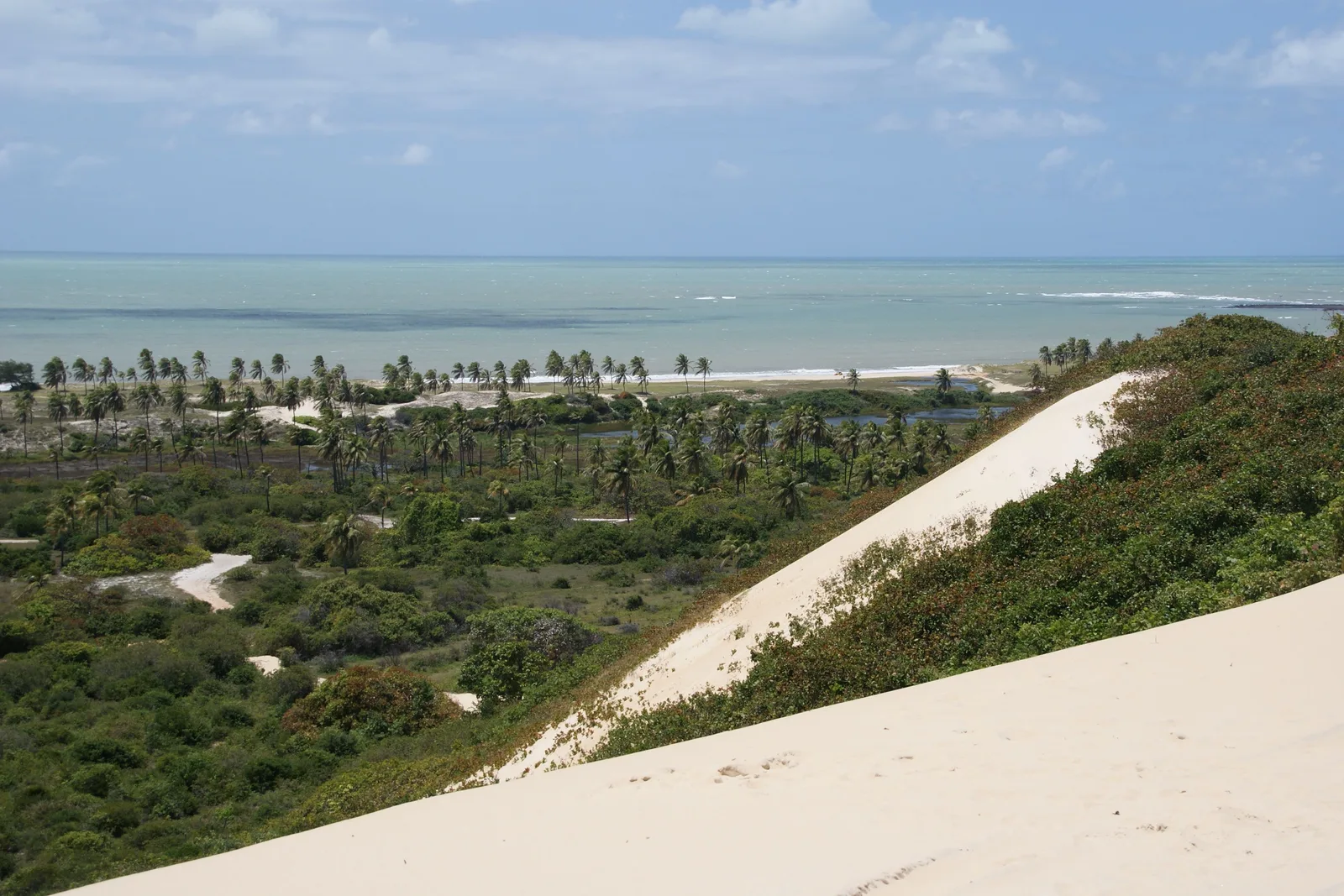 The crest of a dune above a coconut grove, with green water and a reef line beyond