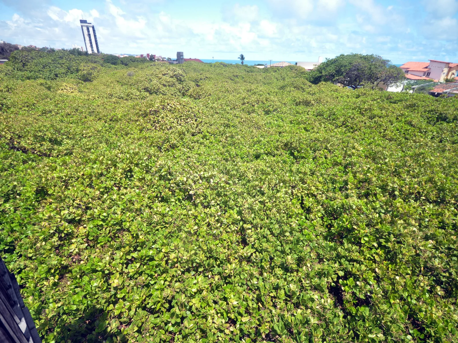 The Pirangi cashew tree seen from its raised viewing platform, a dense unbroken mass of green canopy filling the frame with the roofs of the surrounding village visible at its edge