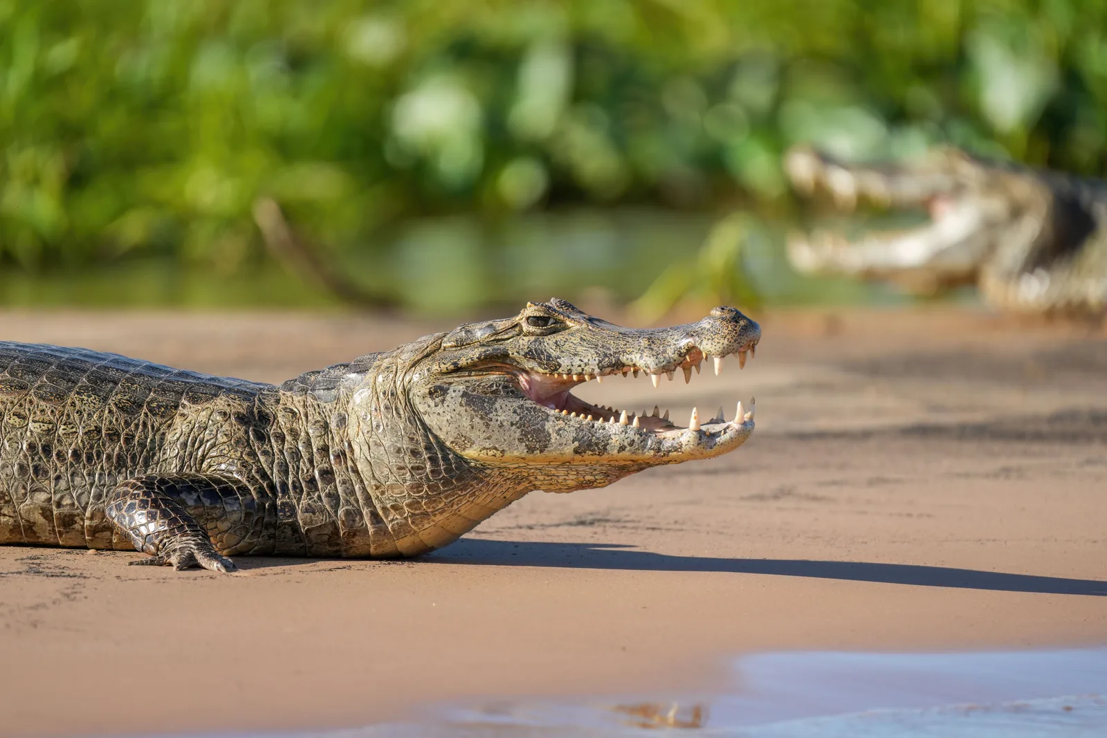 A yacaré caiman lying on bare sand with its jaws wide open, a second caiman out of focus behind it and green riverbank foliage beyond