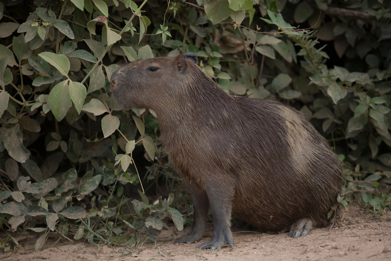 A capybara sitting on its haunches in profile on bare earth, at the foot of a bank of dense green leaves