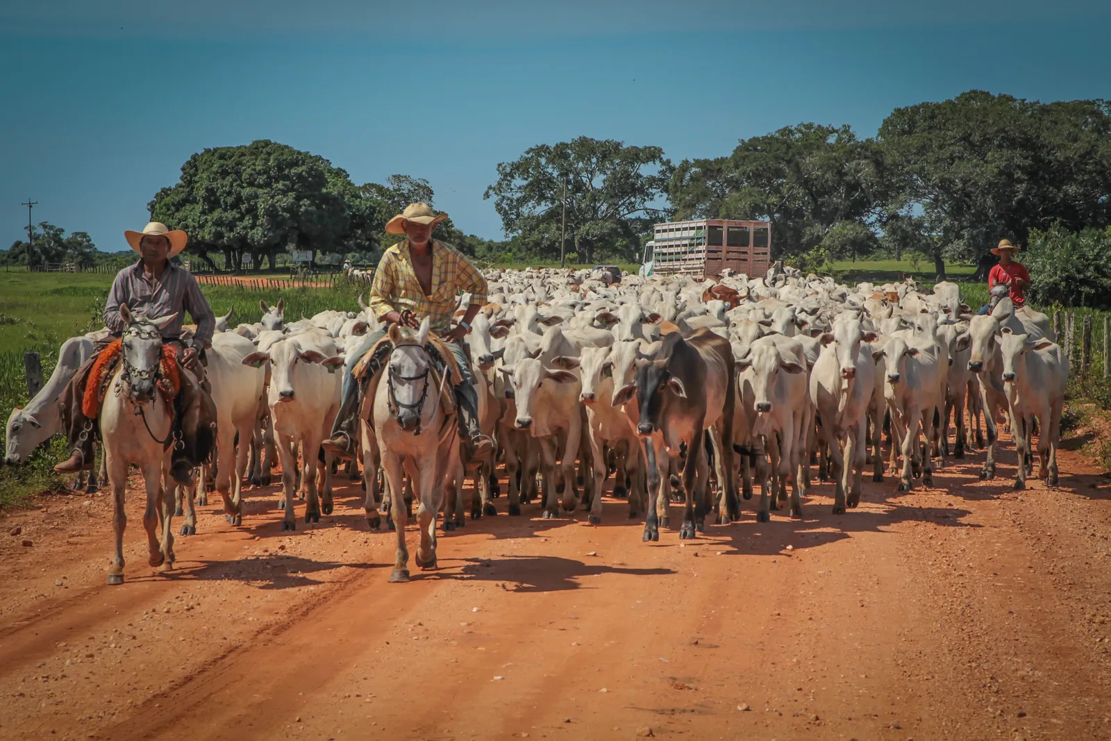 Riders in wide-brimmed hats leading a large herd of white cattle down a red dirt road, a truck parked among the trees behind them
