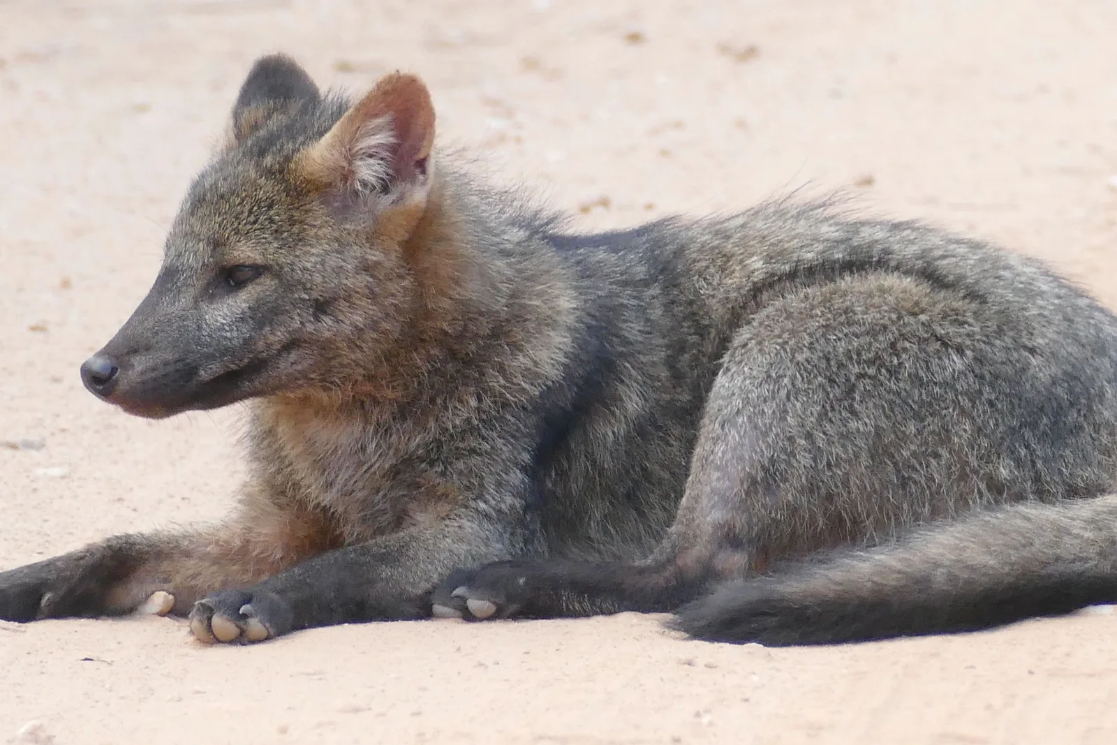 A gray crab-eating fox with rust-colored inner ears lying in profile on a pale sandy road surface, head up and alert