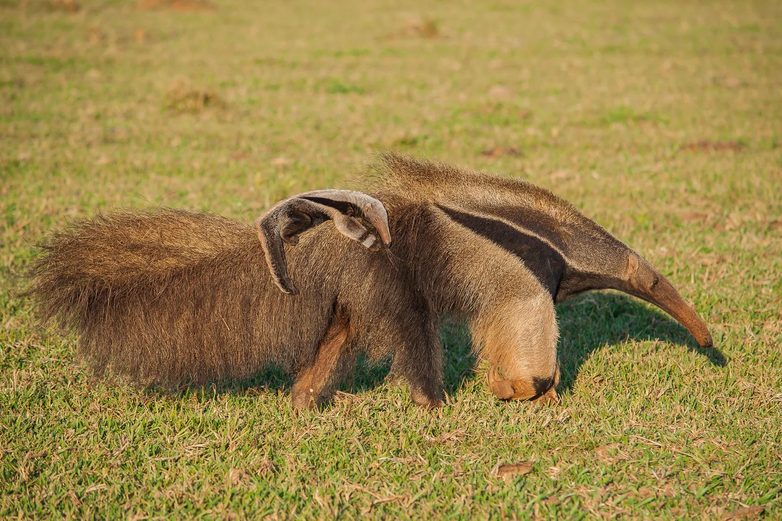 A giant anteater on short green grass with its long snout lowered to the ground and a pup riding on its back