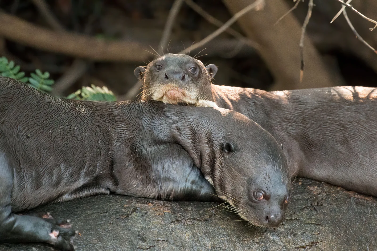 Giant otters piled together on a smooth gray rock, one resting its head and forepaws across another’s back and a third stretched out behind
