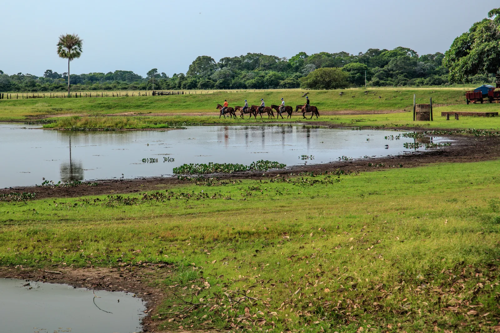 A line of riders on horseback crossing green pasture beyond a shallow lagoon, with a lone palm at the left, a red truck parked at the right and trees along the horizon
