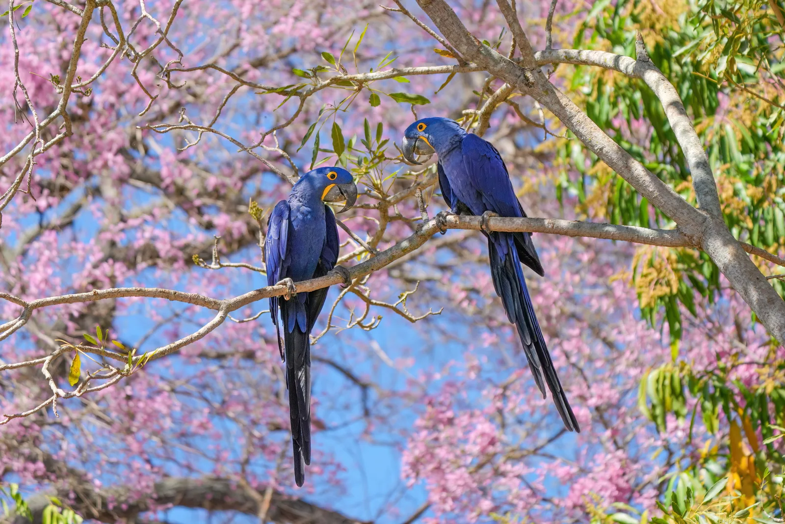 Two hyacinth macaws perched on the branch of a pink-flowering ipê tree against a blue sky