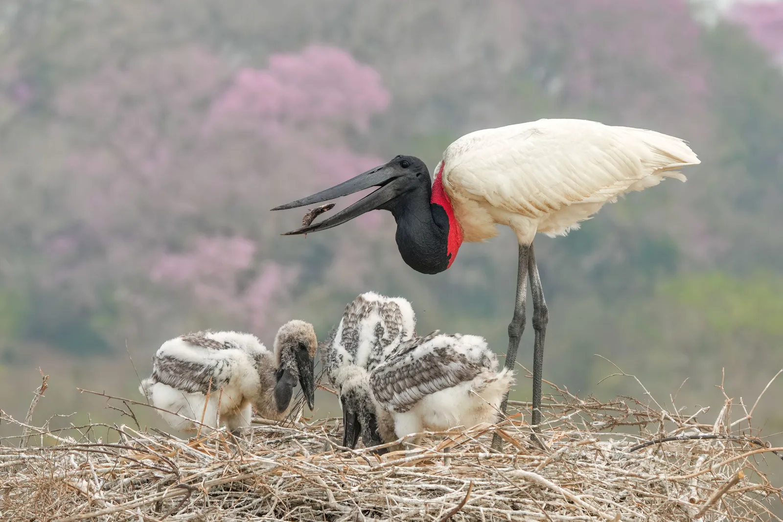 An adult jabiru stork standing over three downy gray chicks in a large stick nest, a pink-flowering tree blurred behind