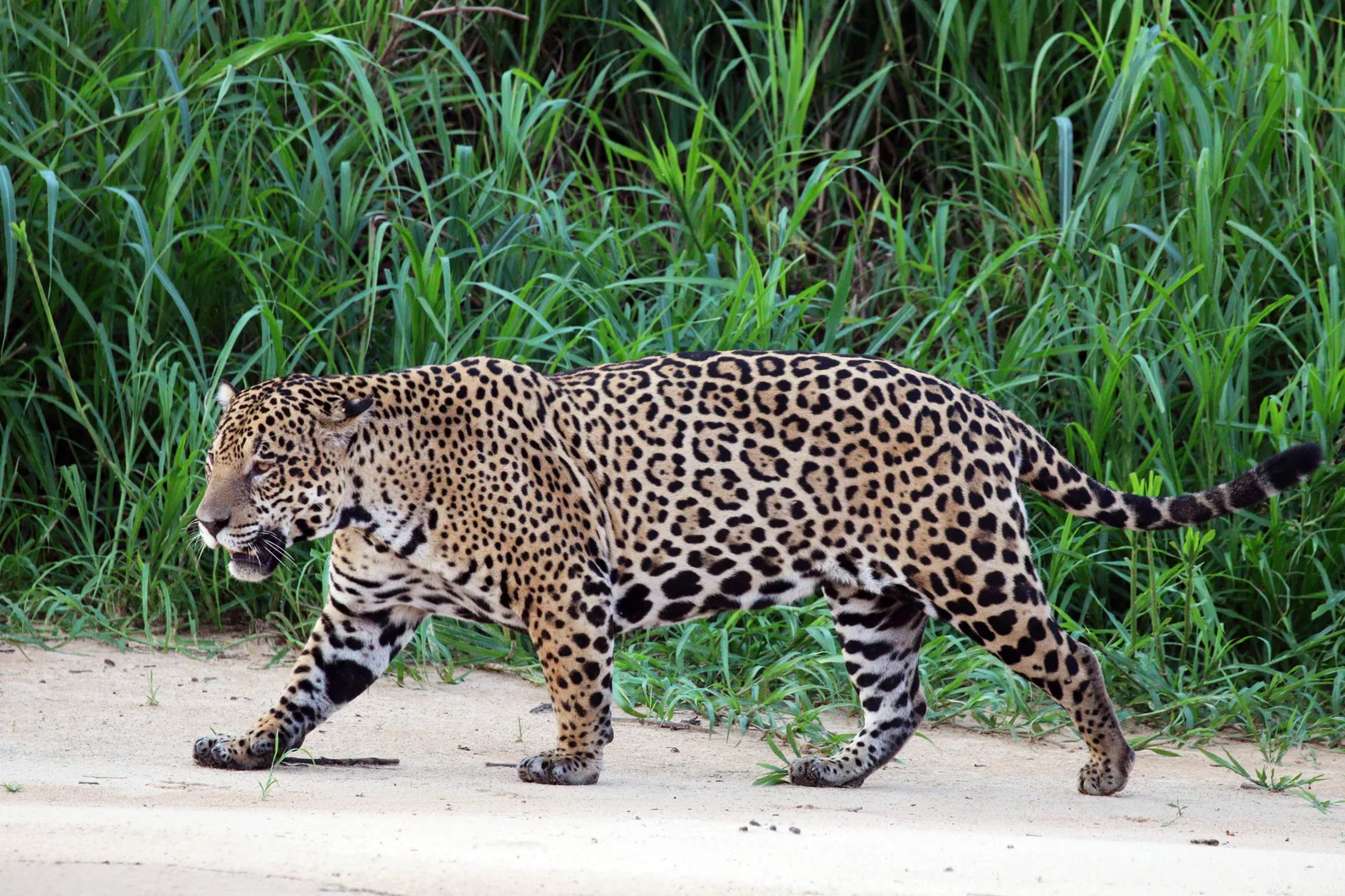 A jaguar walking along a pale sandbar at the water’s edge, tall green riverbank grass behind it
