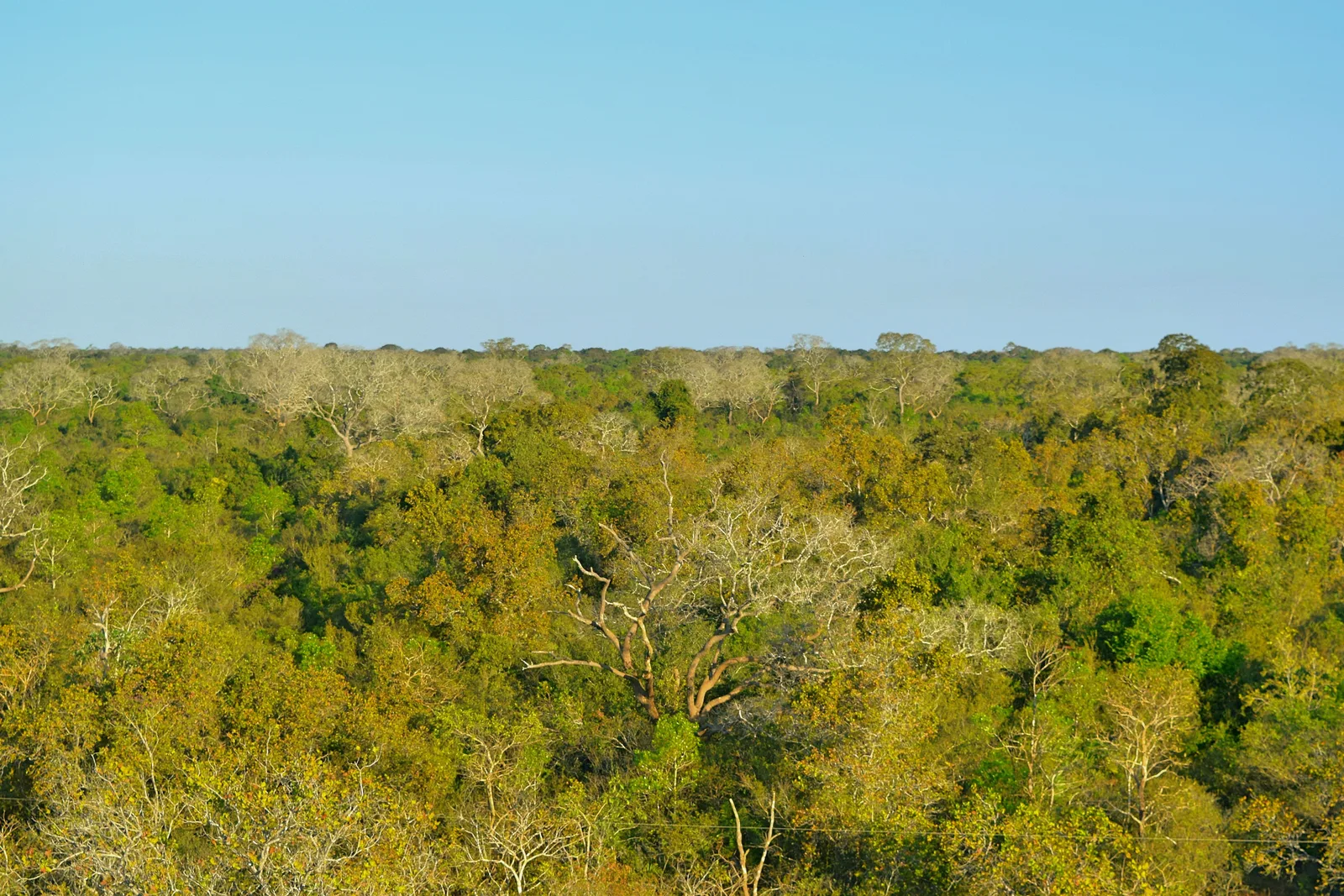 A view out over an unbroken low scrubby tree canopy running flat to a distant horizon under a pale blue sky