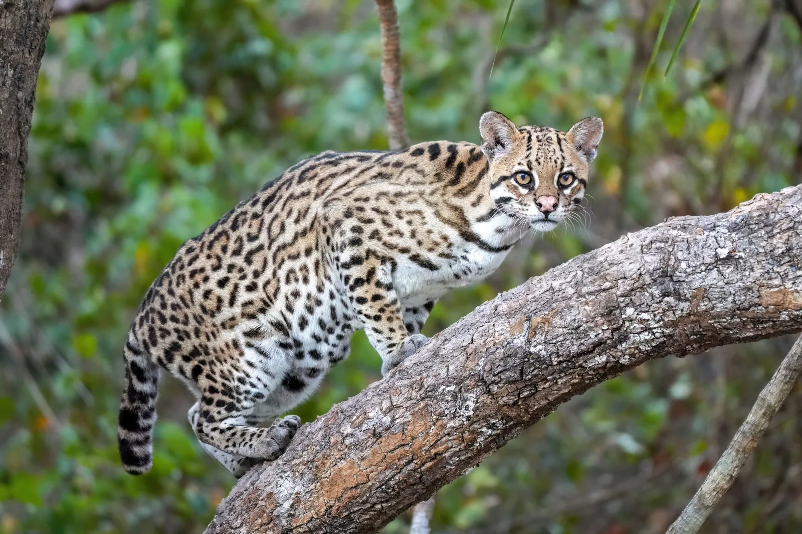 An ocelot standing on a thick sloping branch and looking directly at the camera, its spotted coat pale against green leaves