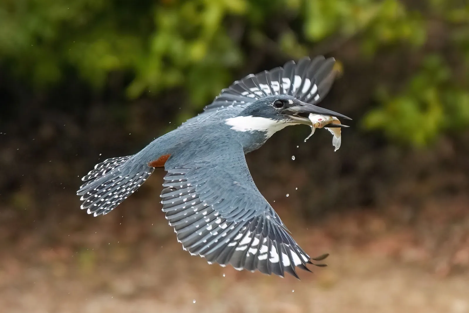 A ringed kingfisher in flight with wings fully spread, carrying a small silver fish crosswise in its bill