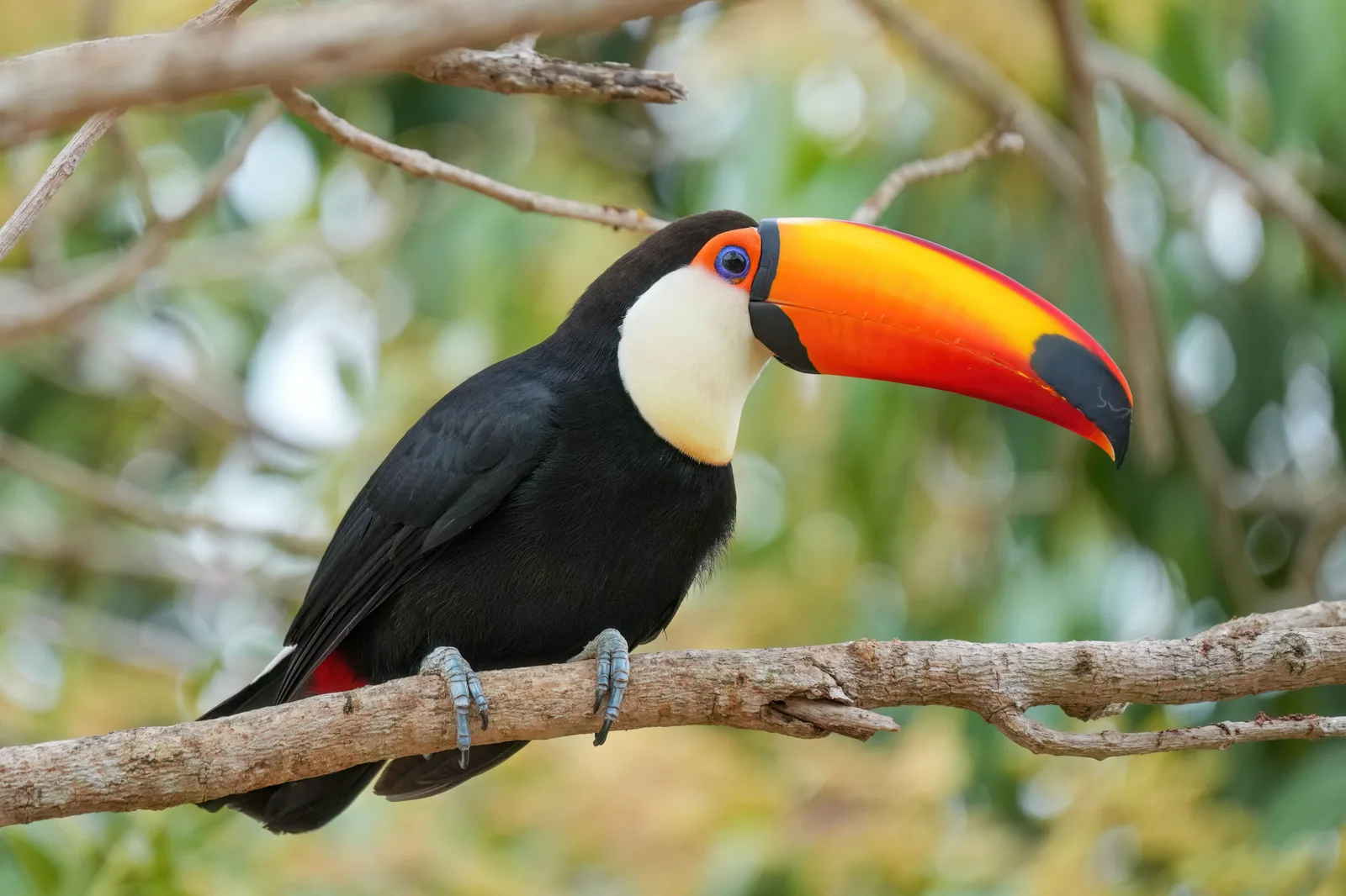 A toco toucan perched on a bare branch in profile, its huge orange bill against a soft green background