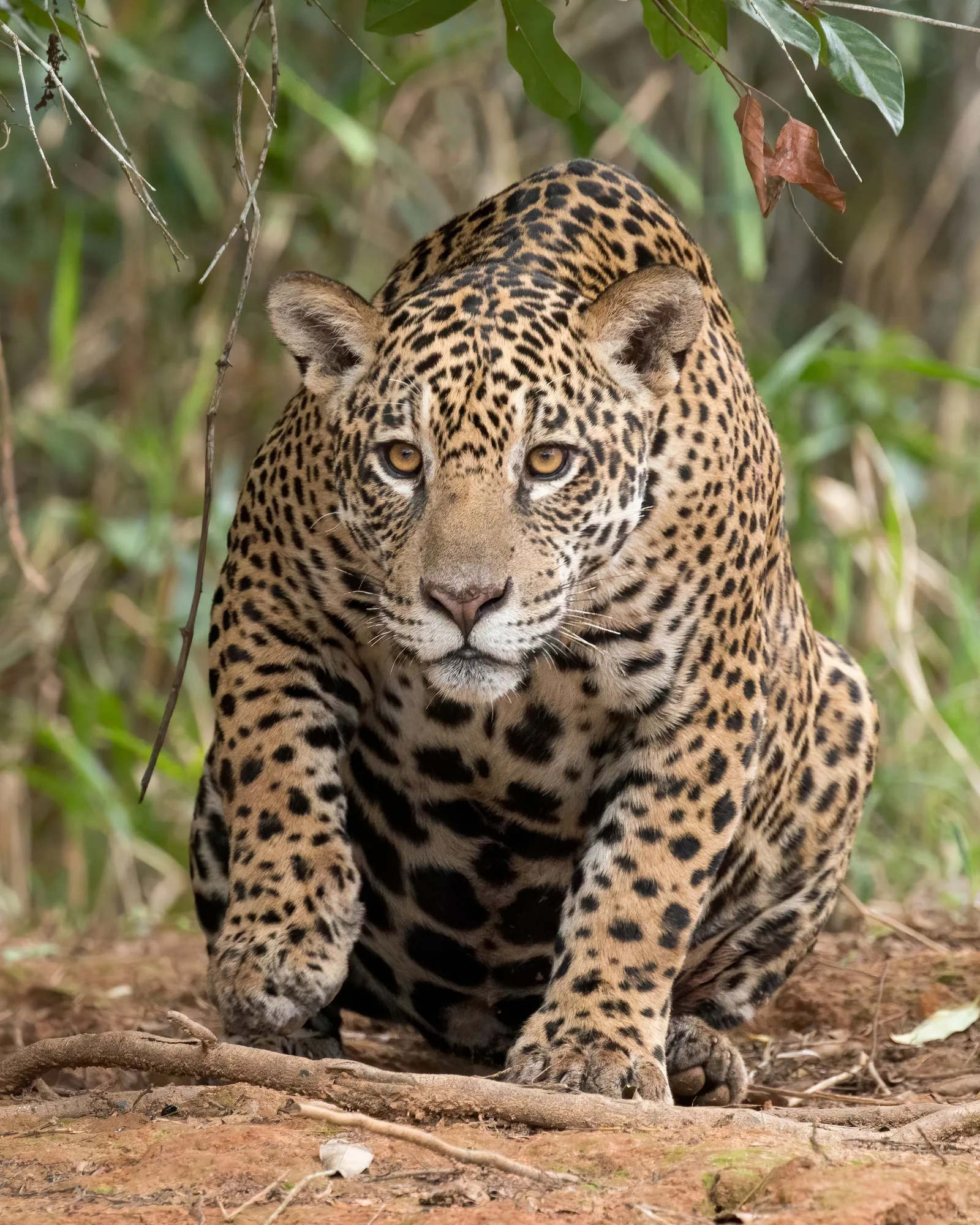 A jaguar crouched low on a riverbank among green vegetation, looking straight at the camera