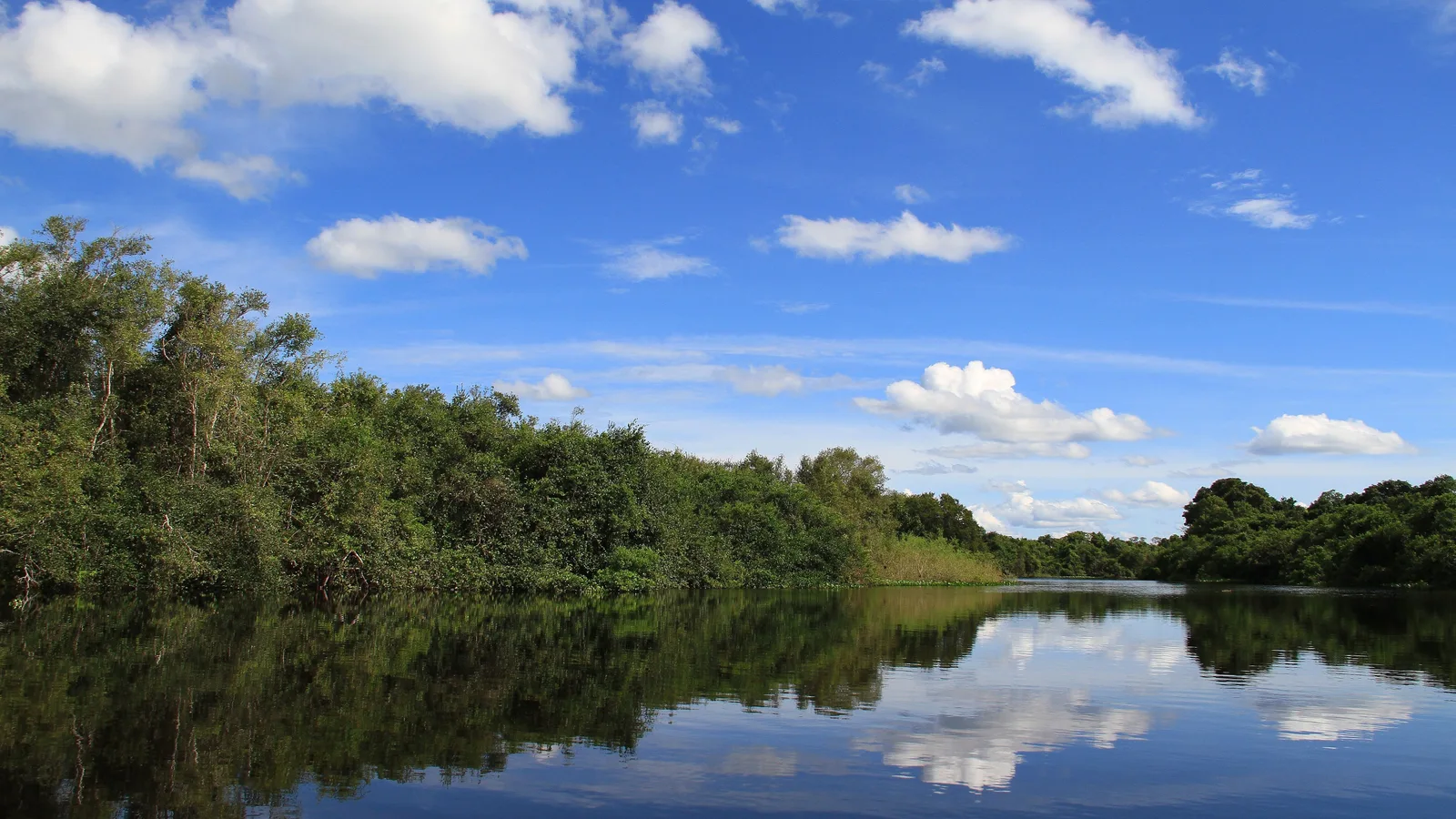 A calm river reflecting a blue sky full of tall white clouds, dense green forest along both banks
