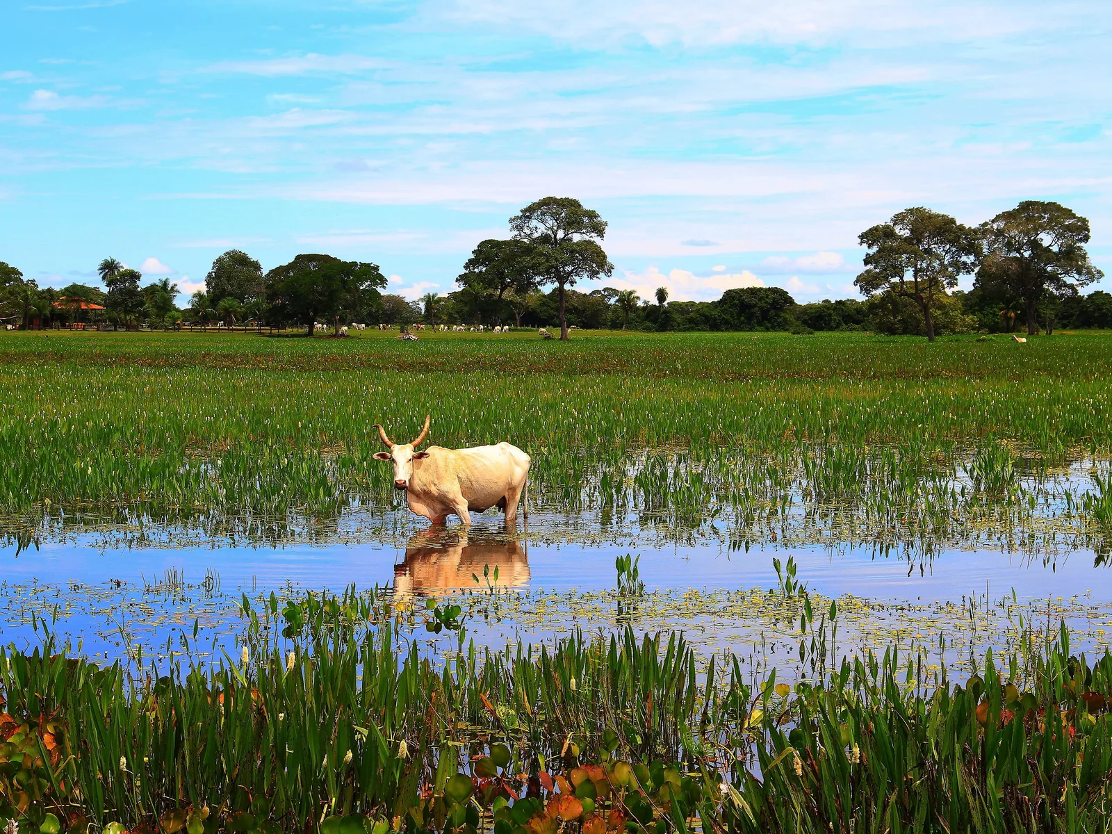 A white Nelore cow standing knee-deep in a flooded green plain of flowering marsh grass, with more cattle grazing under trees along the horizon