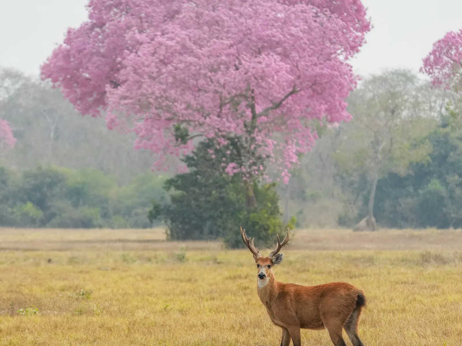 A deer standing in dry golden grass with a large pink-flowering ipê tree behind it in soft morning haze