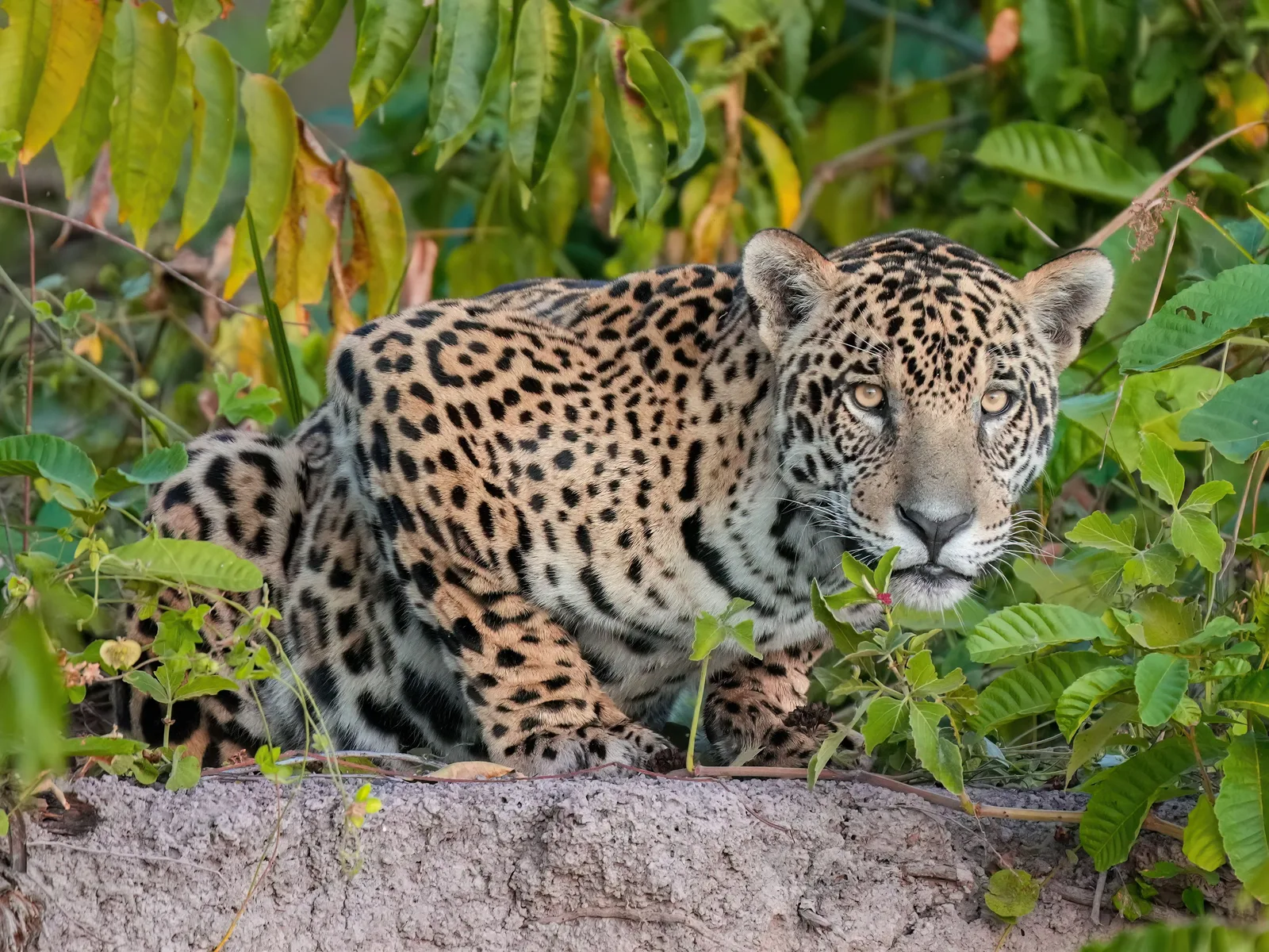 A jaguar lying on a mound of bare earth among green leaves with its front paws stretched forward, looking at the camera